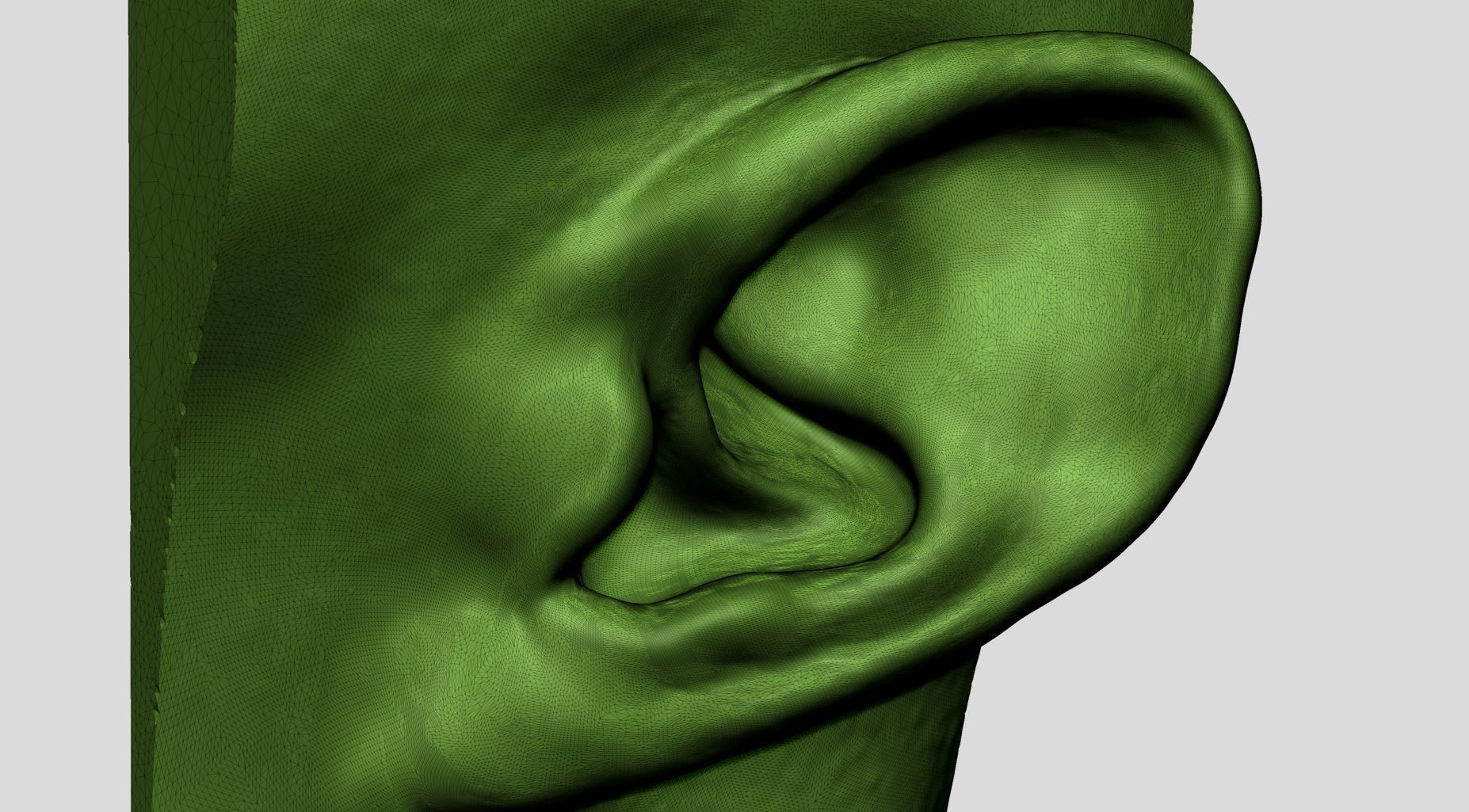 Ear Models 3D model_16