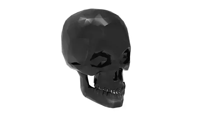 Human skull 3D model
