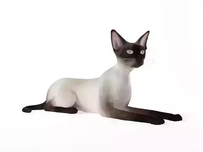 Siamese Cat 3D model