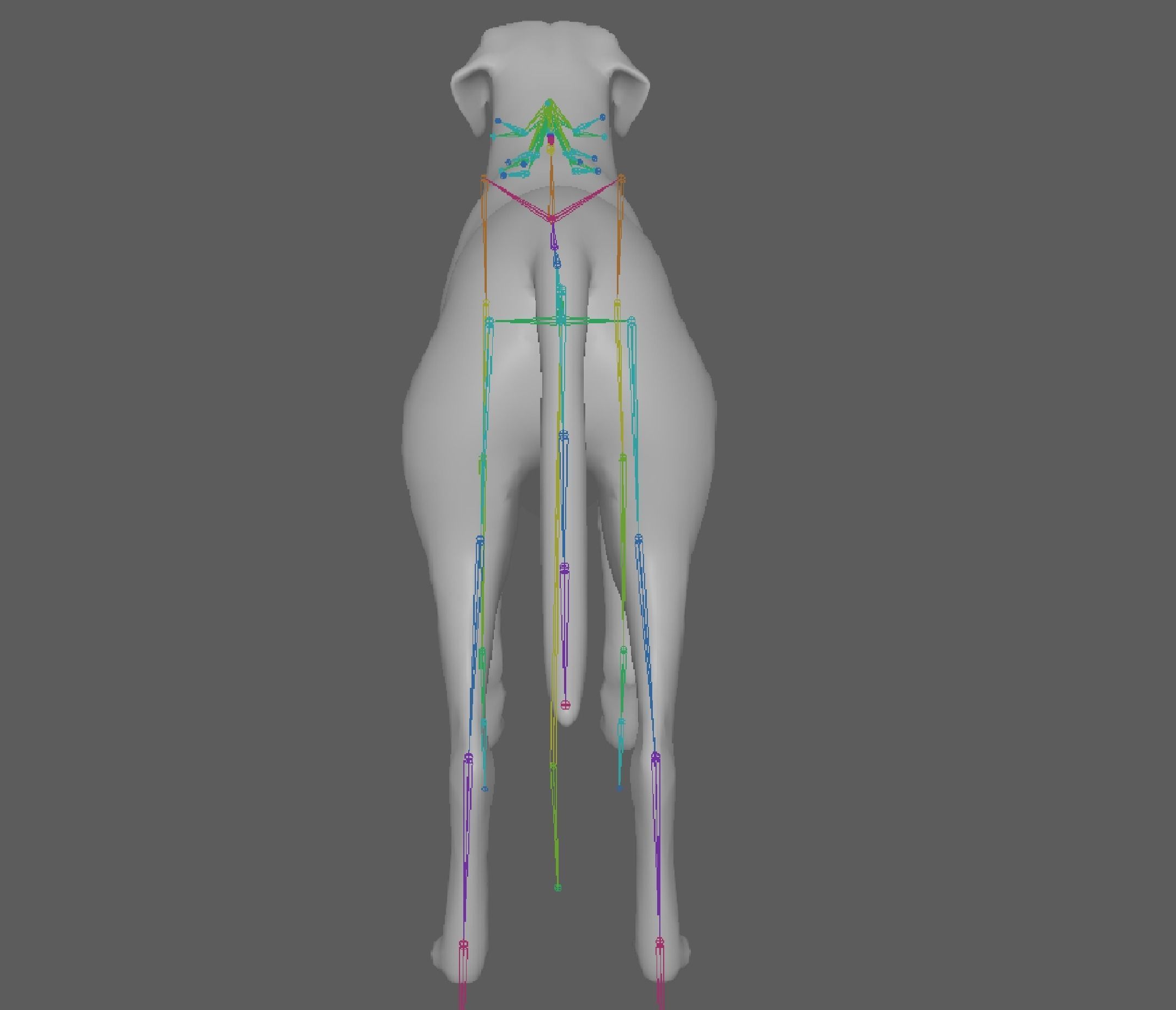 Dog - Labrador Retriever Rig 3D model_11