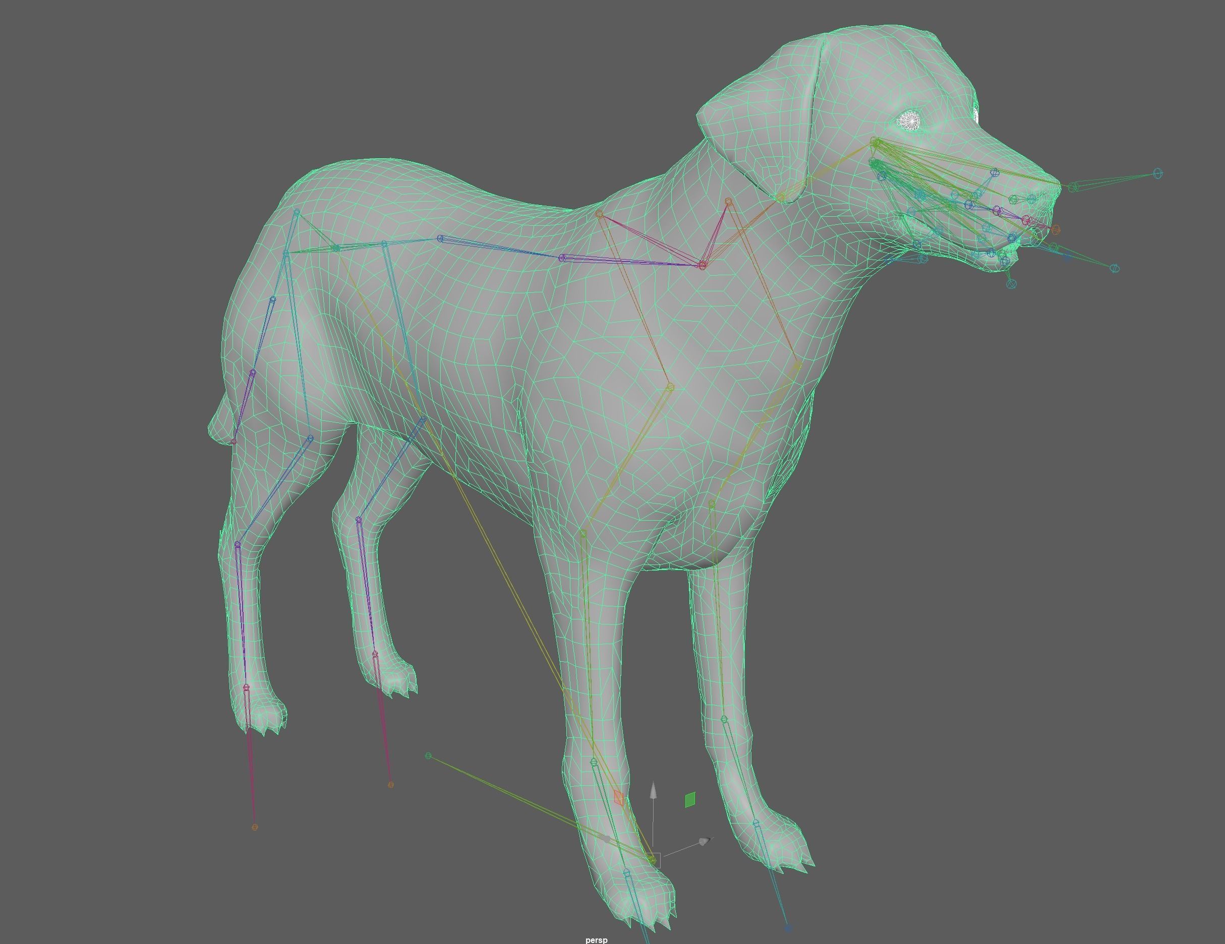 Dog - Labrador Retriever Rig 3D model_15