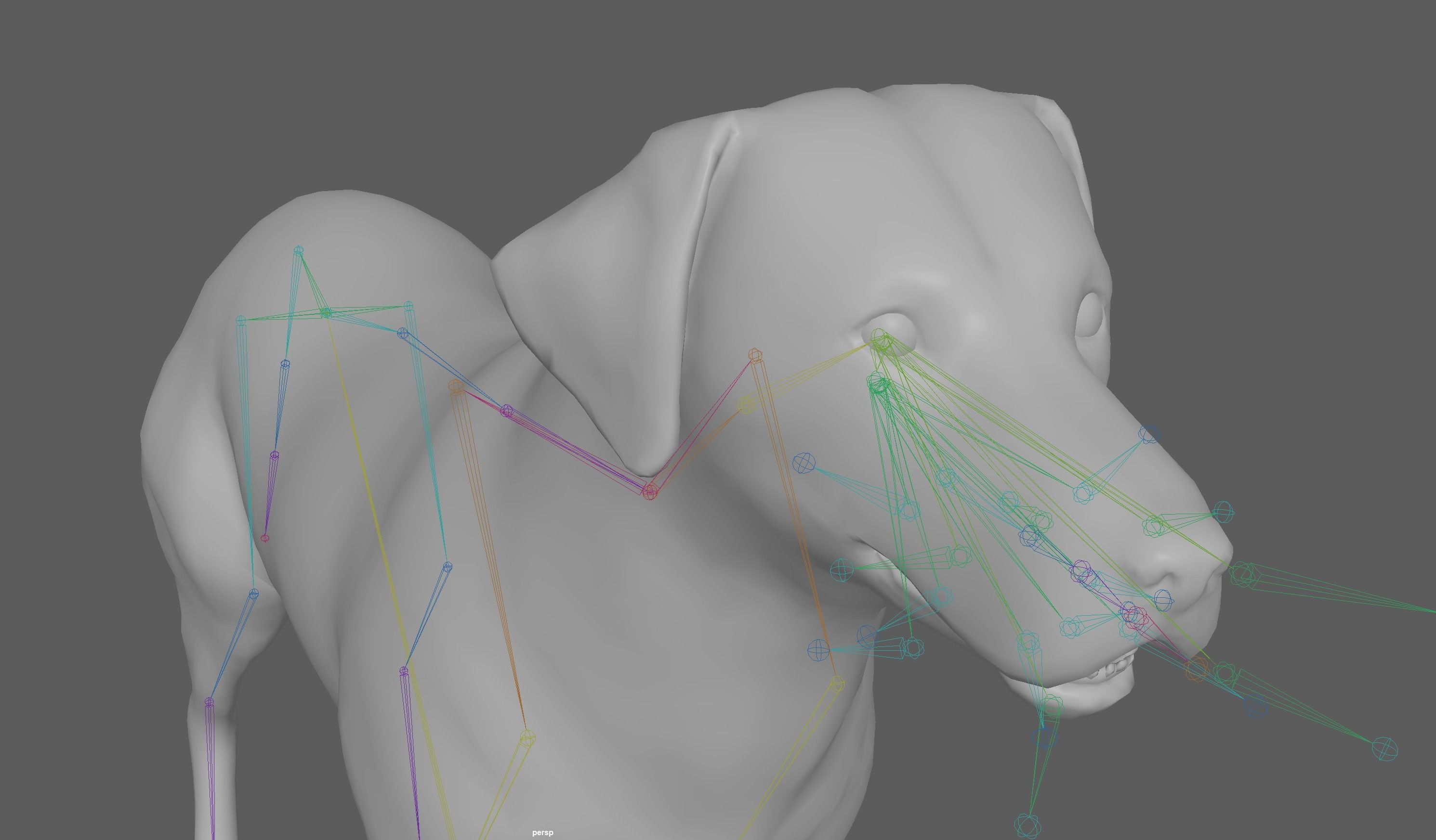 Dog - Labrador Retriever Rig 3D model_13