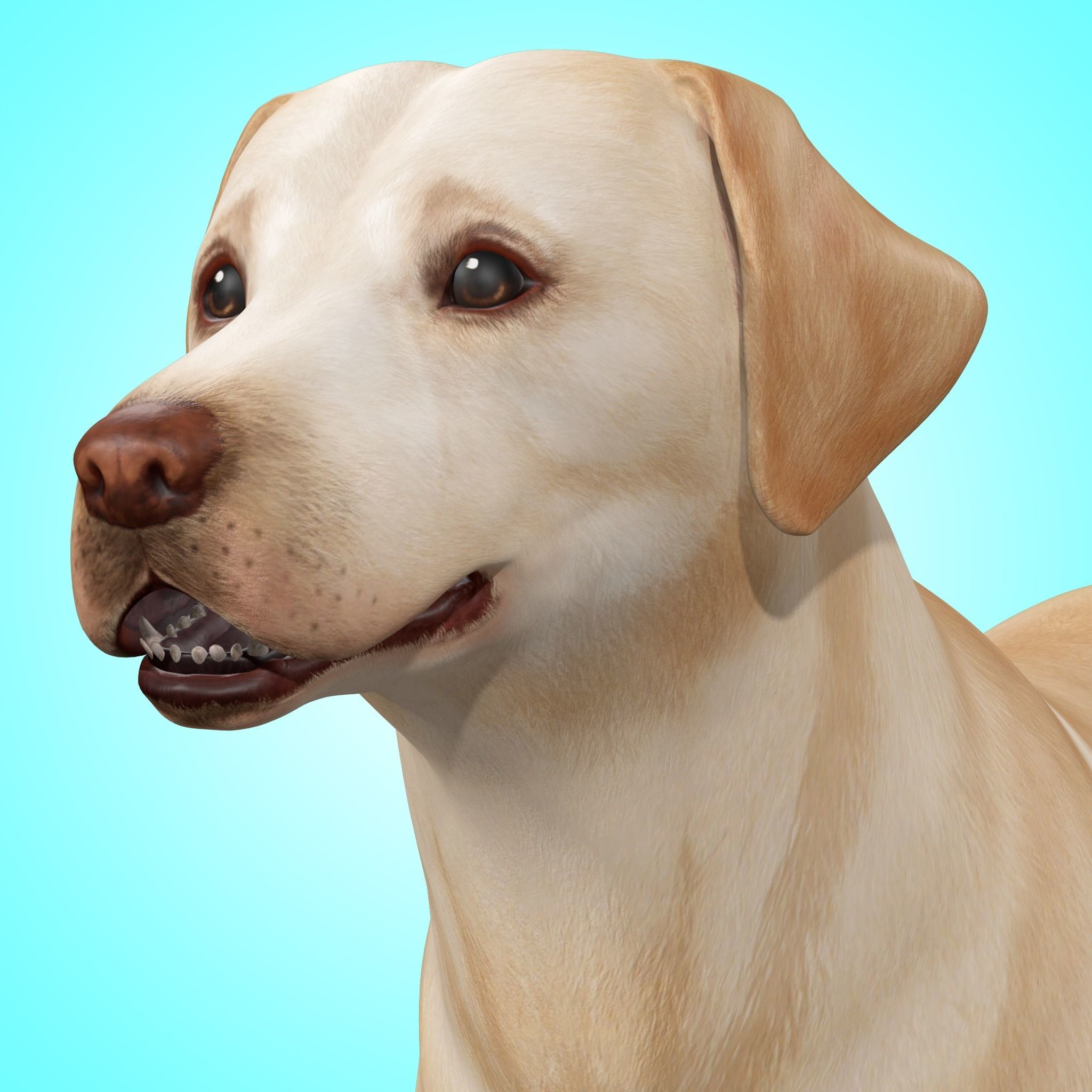 Dog - Labrador Retriever Rig 3D model_2