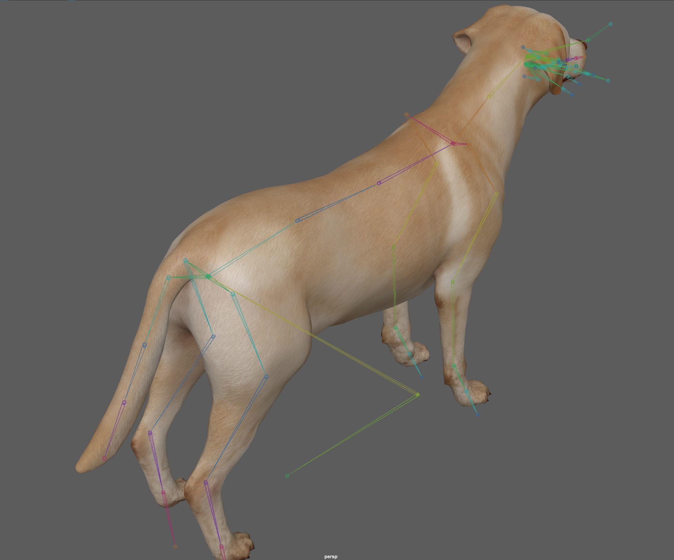 Dog - Labrador Retriever Rig 3D model_21