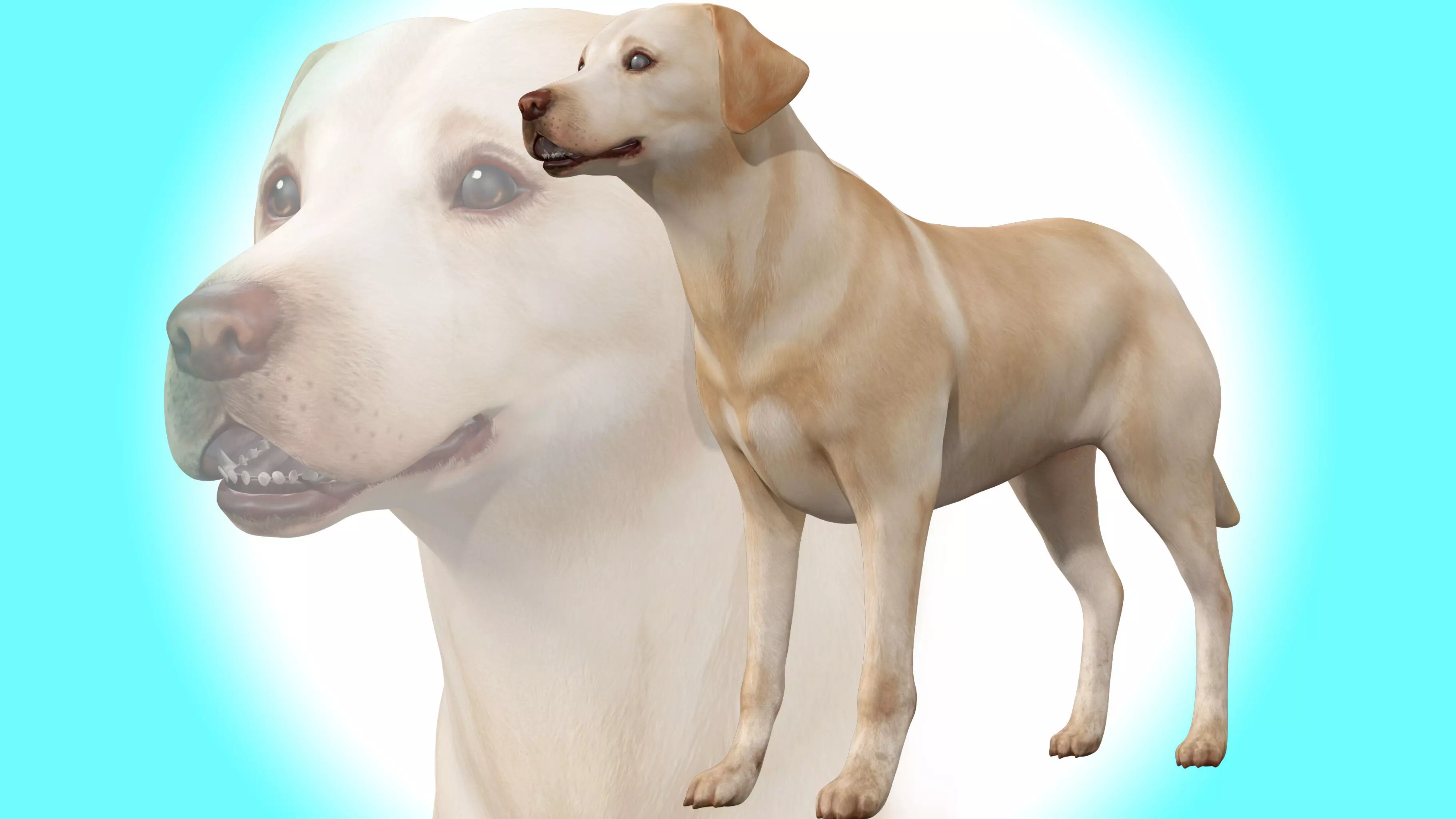 Dog - Labrador Retriever Rig 3D model_0