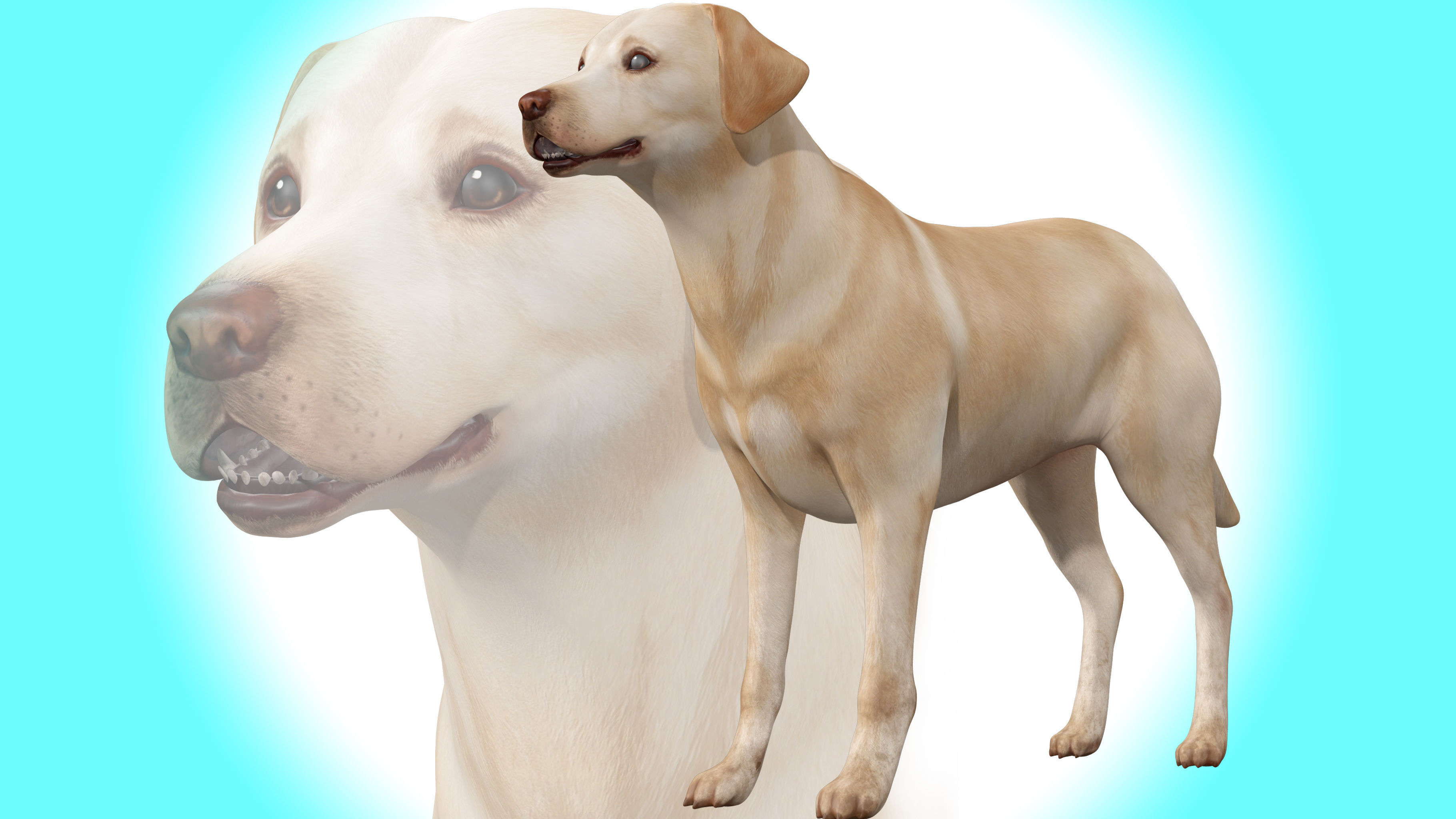 Dog - Labrador Retriever Rig 3D model_0