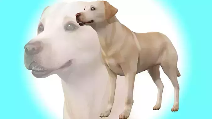Dog - Labrador Retriever Rig 3D model