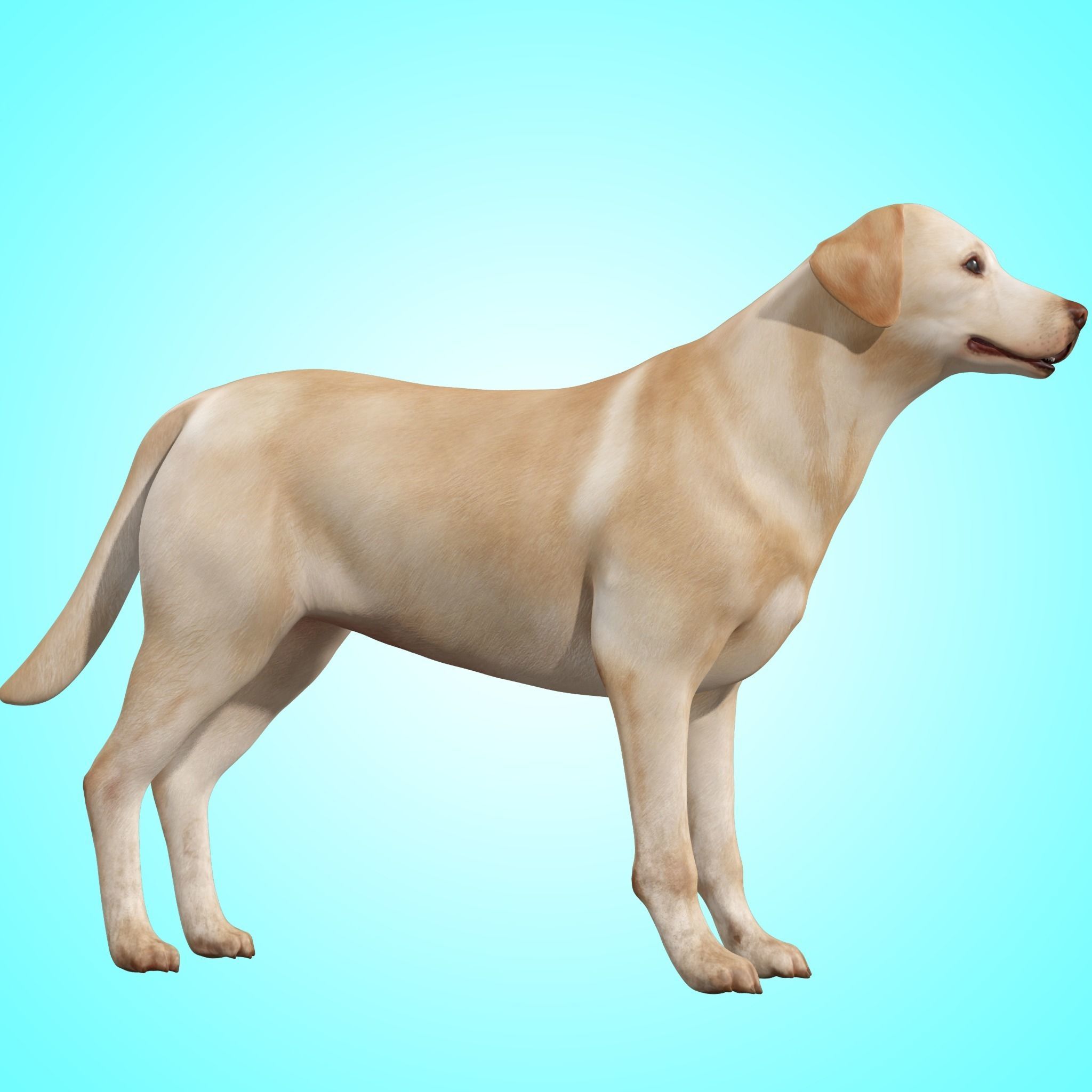 Dog - Labrador Retriever Rig 3D model_4