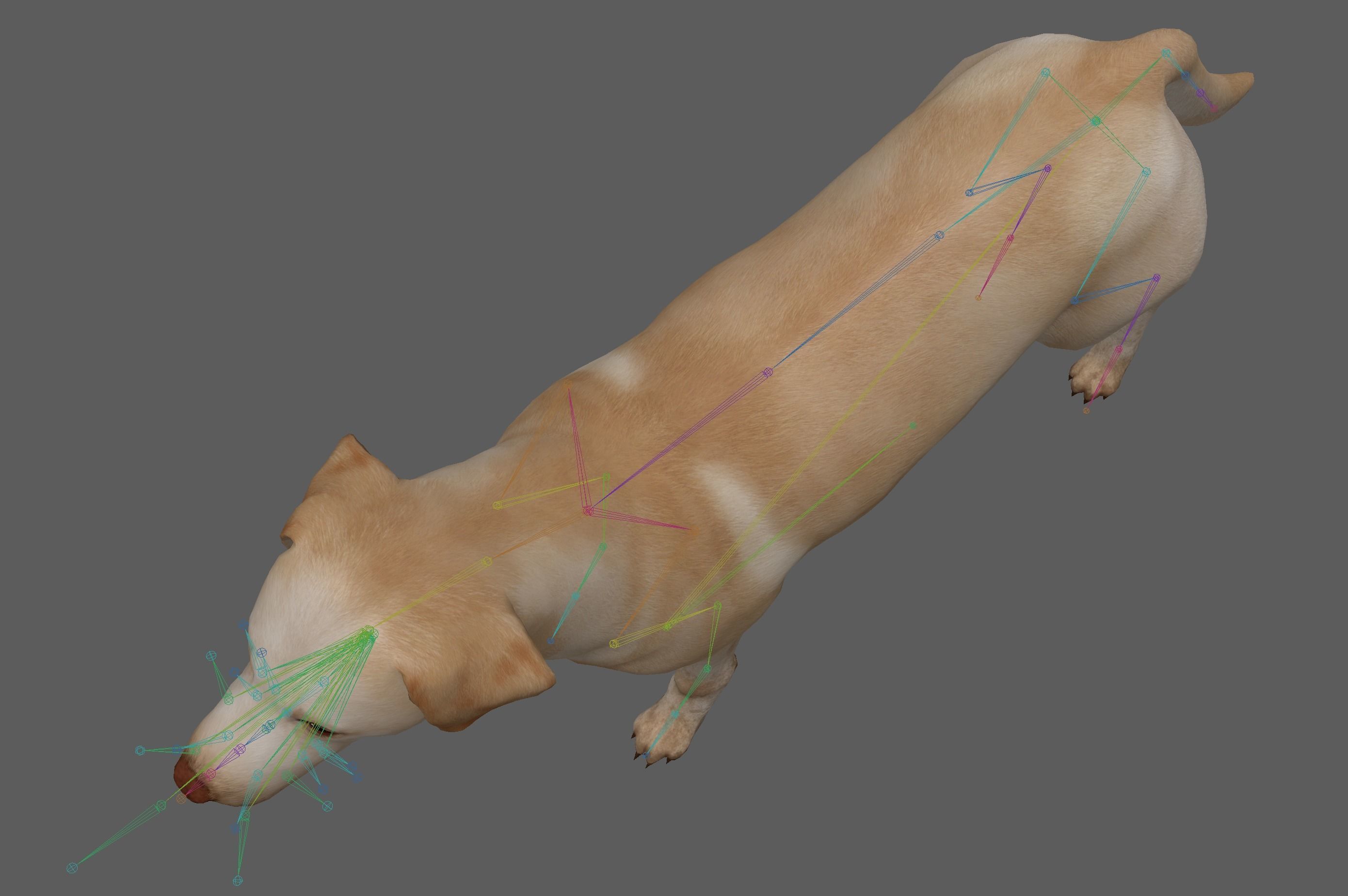 Dog - Labrador Retriever Rig 3D model_12