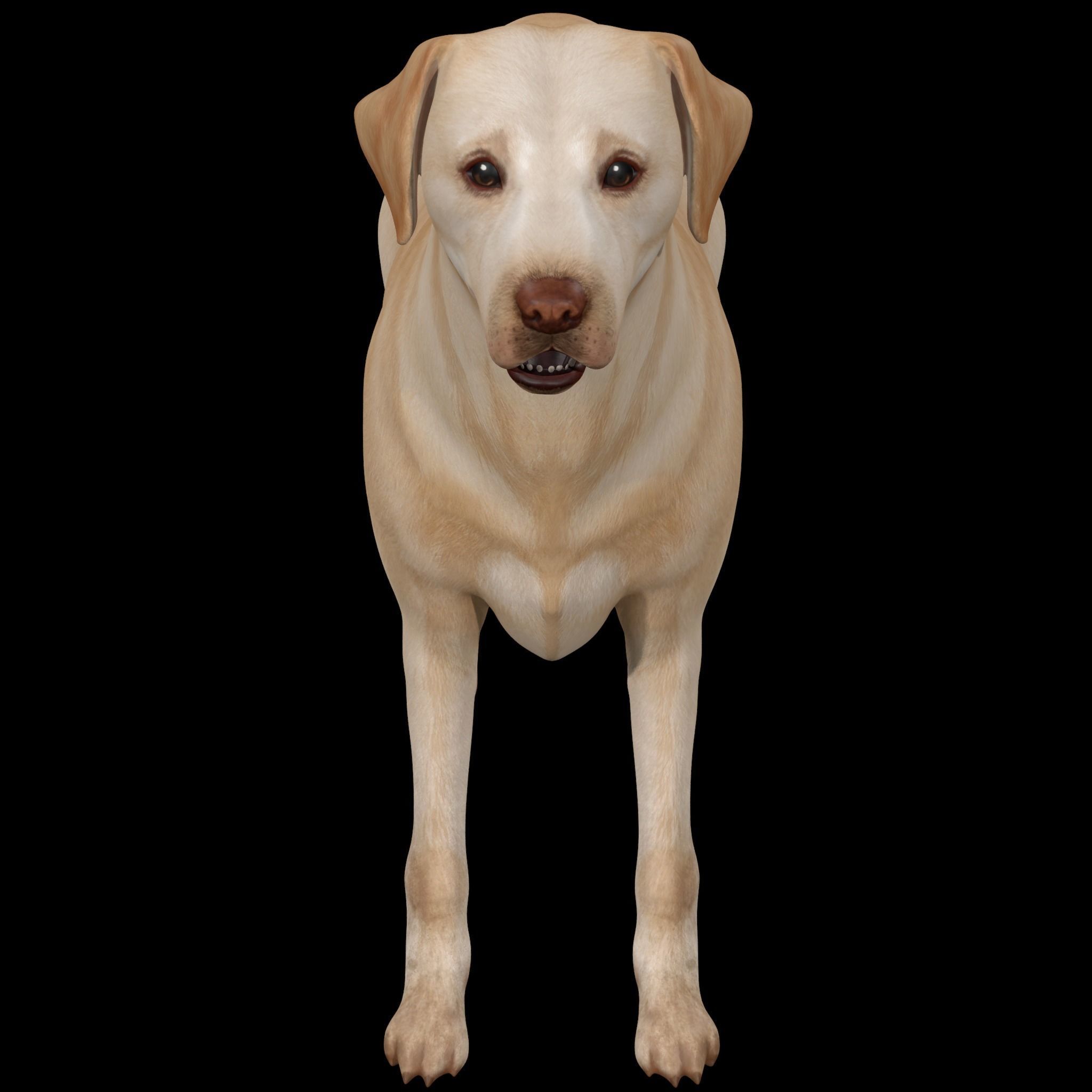Dog - Labrador Retriever Rig 3D model_6