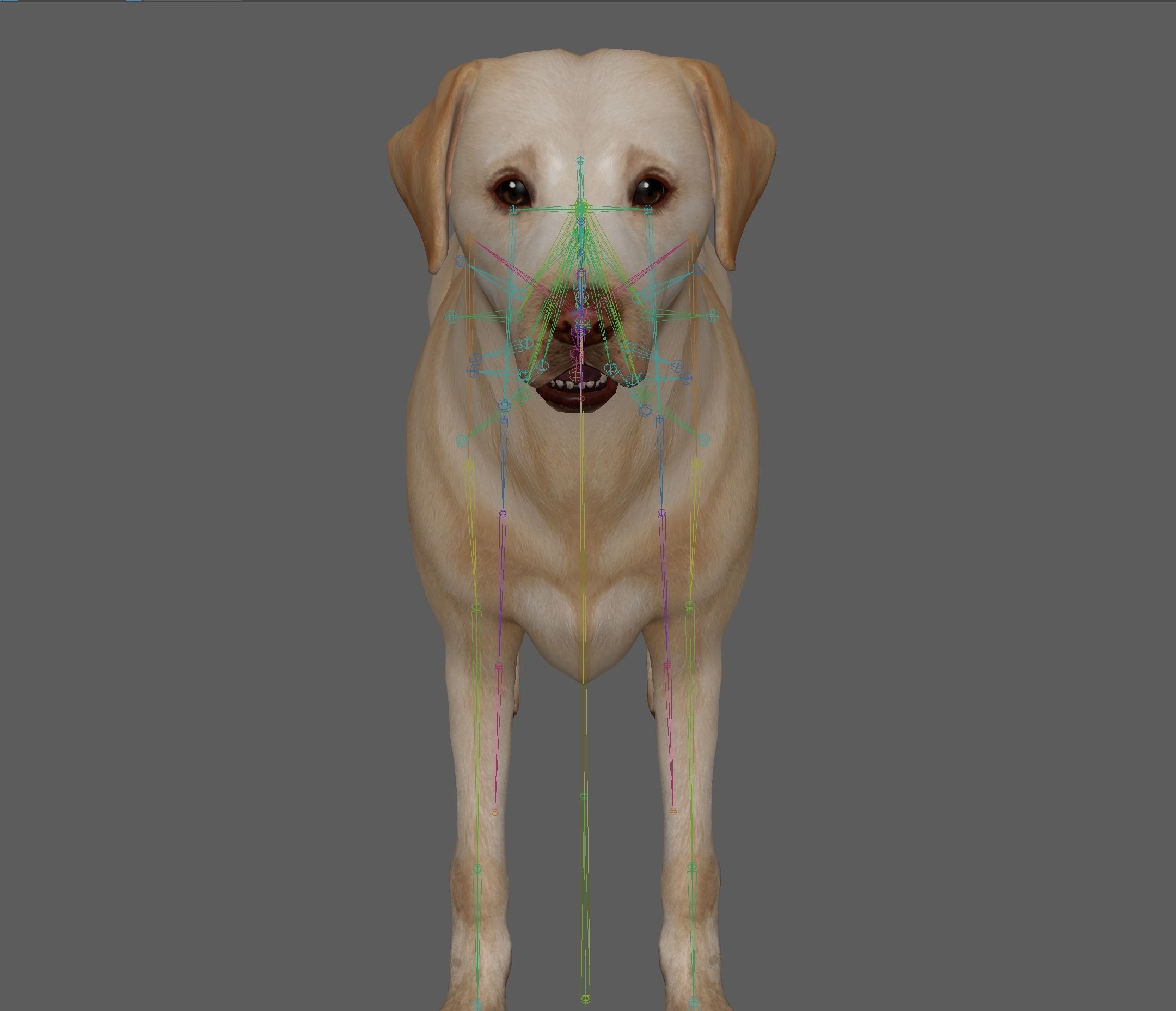 Dog - Labrador Retriever Rig 3D model_17
