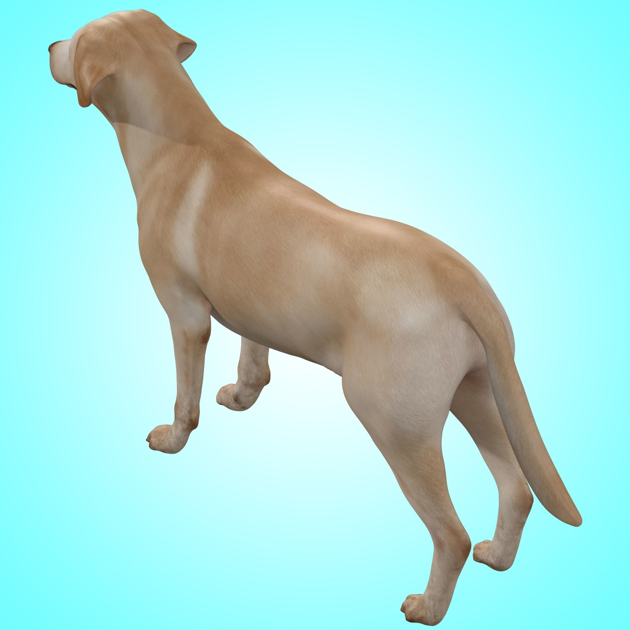 Dog - Labrador Retriever Rig 3D model_7