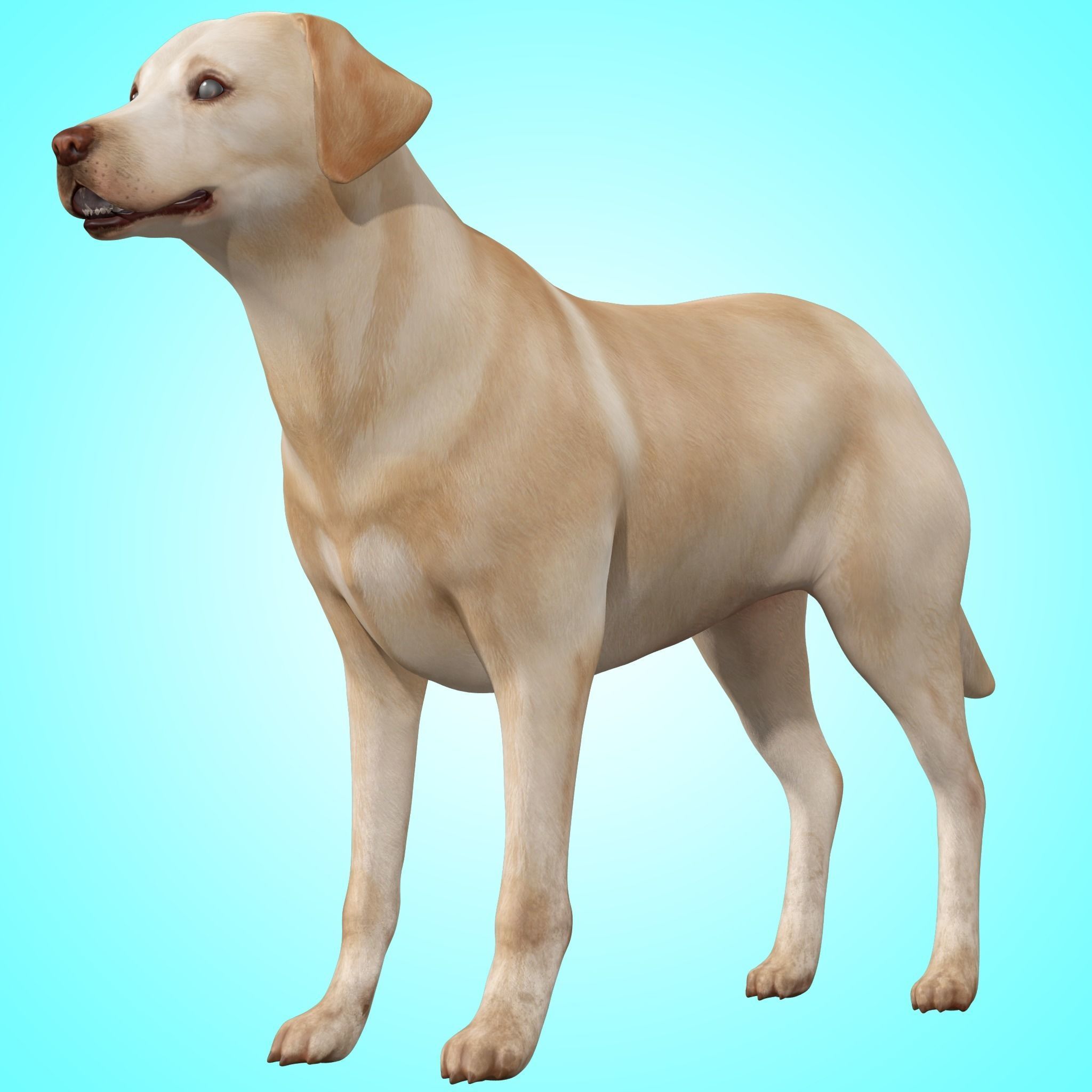 Dog - Labrador Retriever Rig 3D model_1