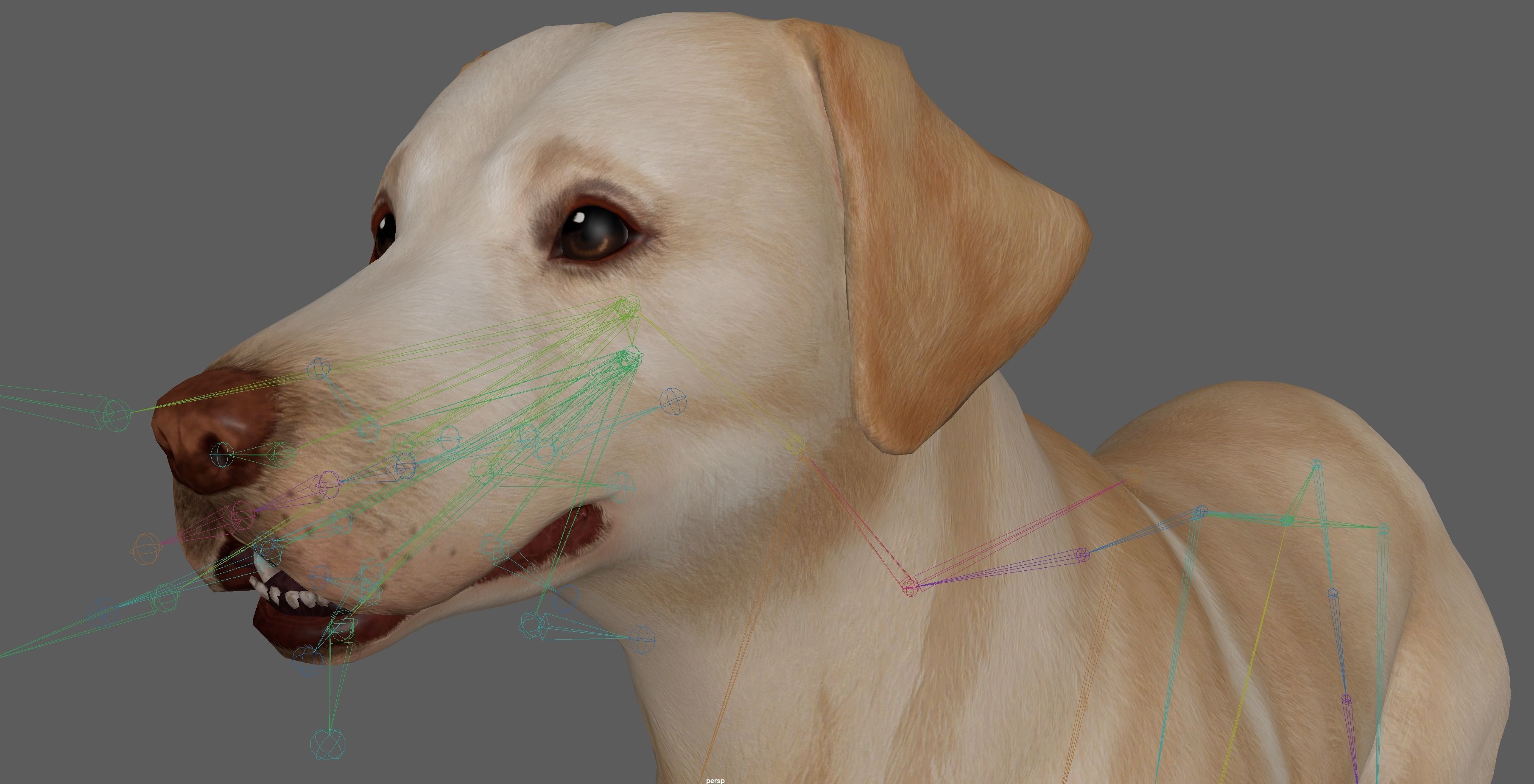 Dog - Labrador Retriever Rig 3D model_18