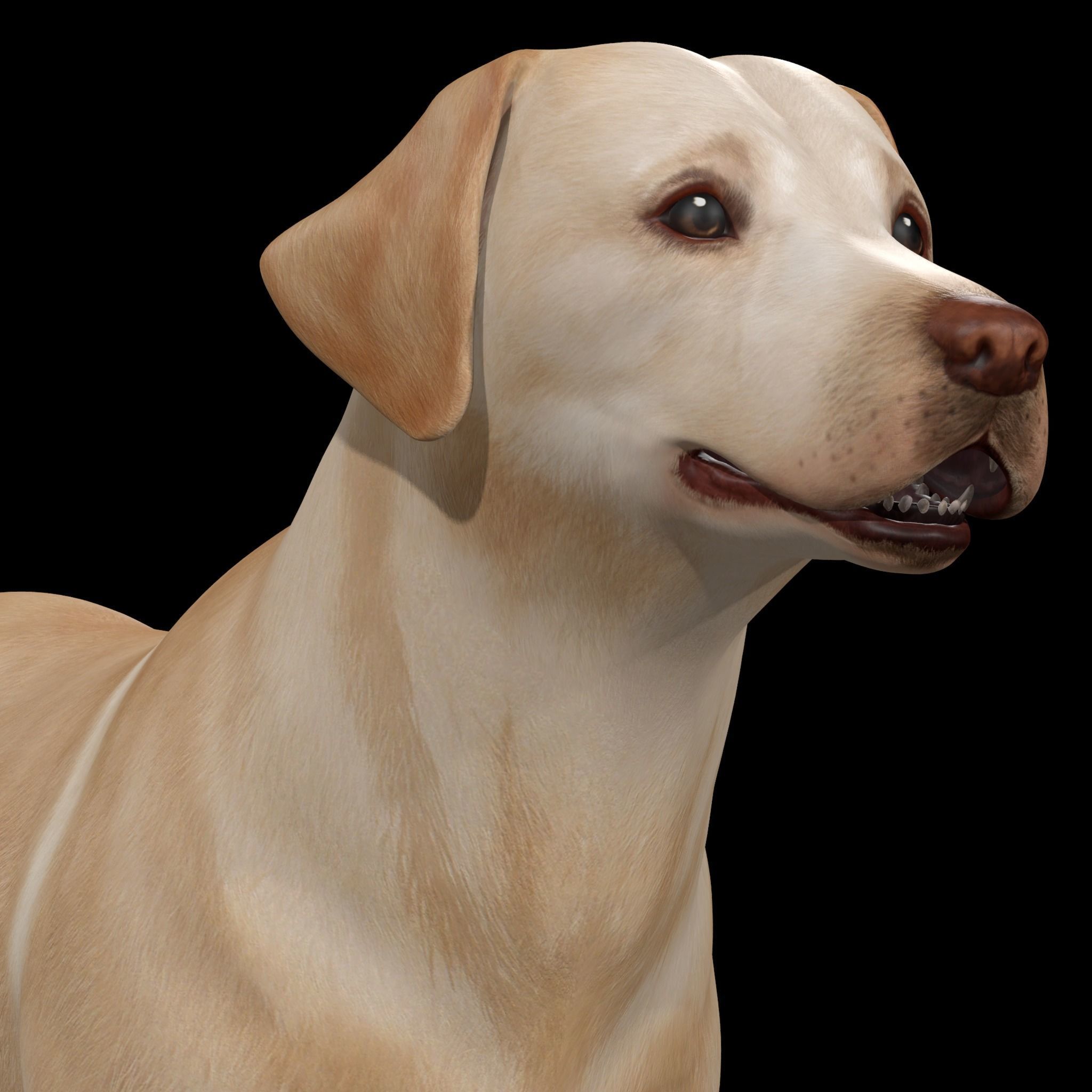 Dog - Labrador Retriever Rig 3D model_5