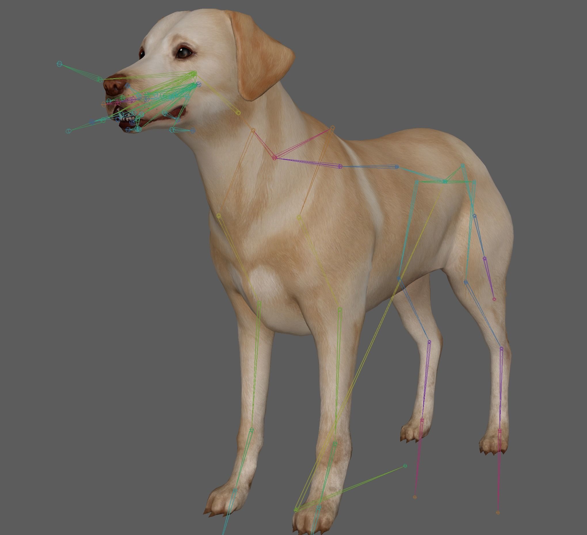 Dog - Labrador Retriever Rig 3D model_14