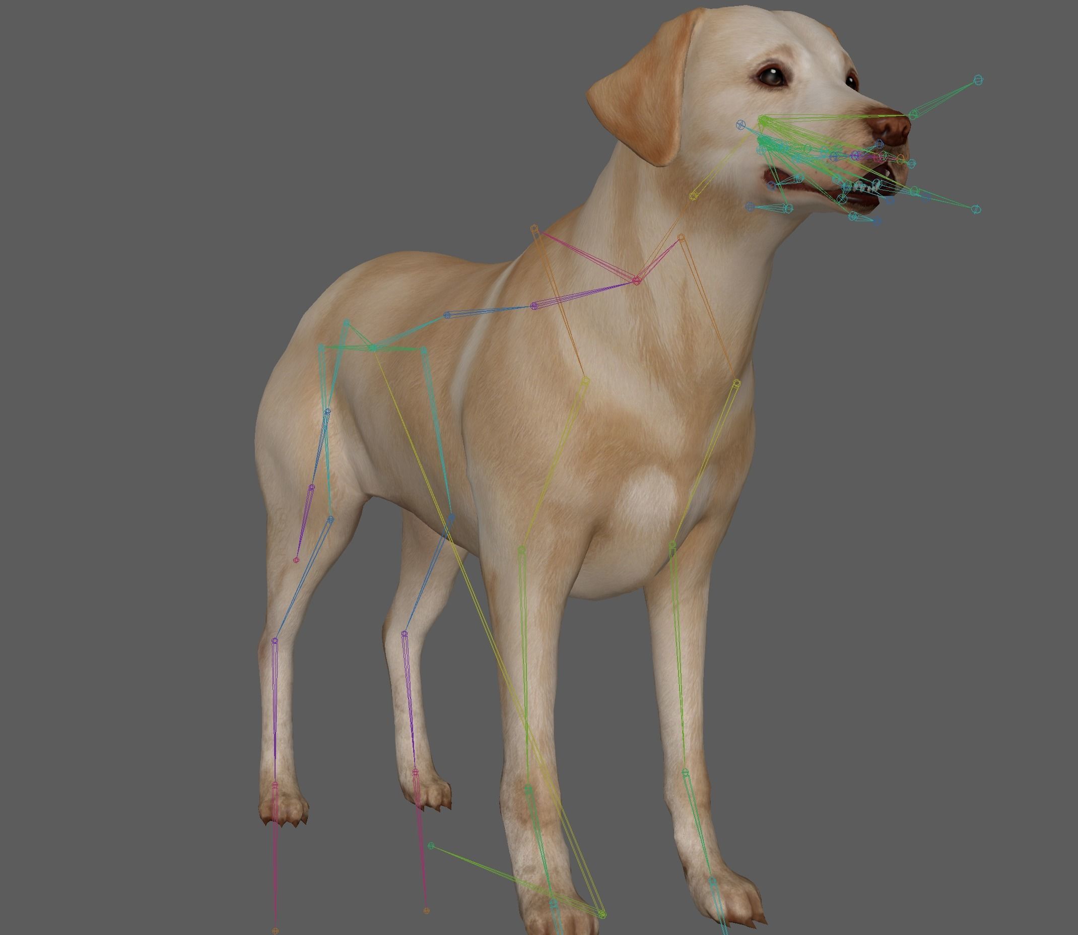 Dog - Labrador Retriever Rig 3D model_19