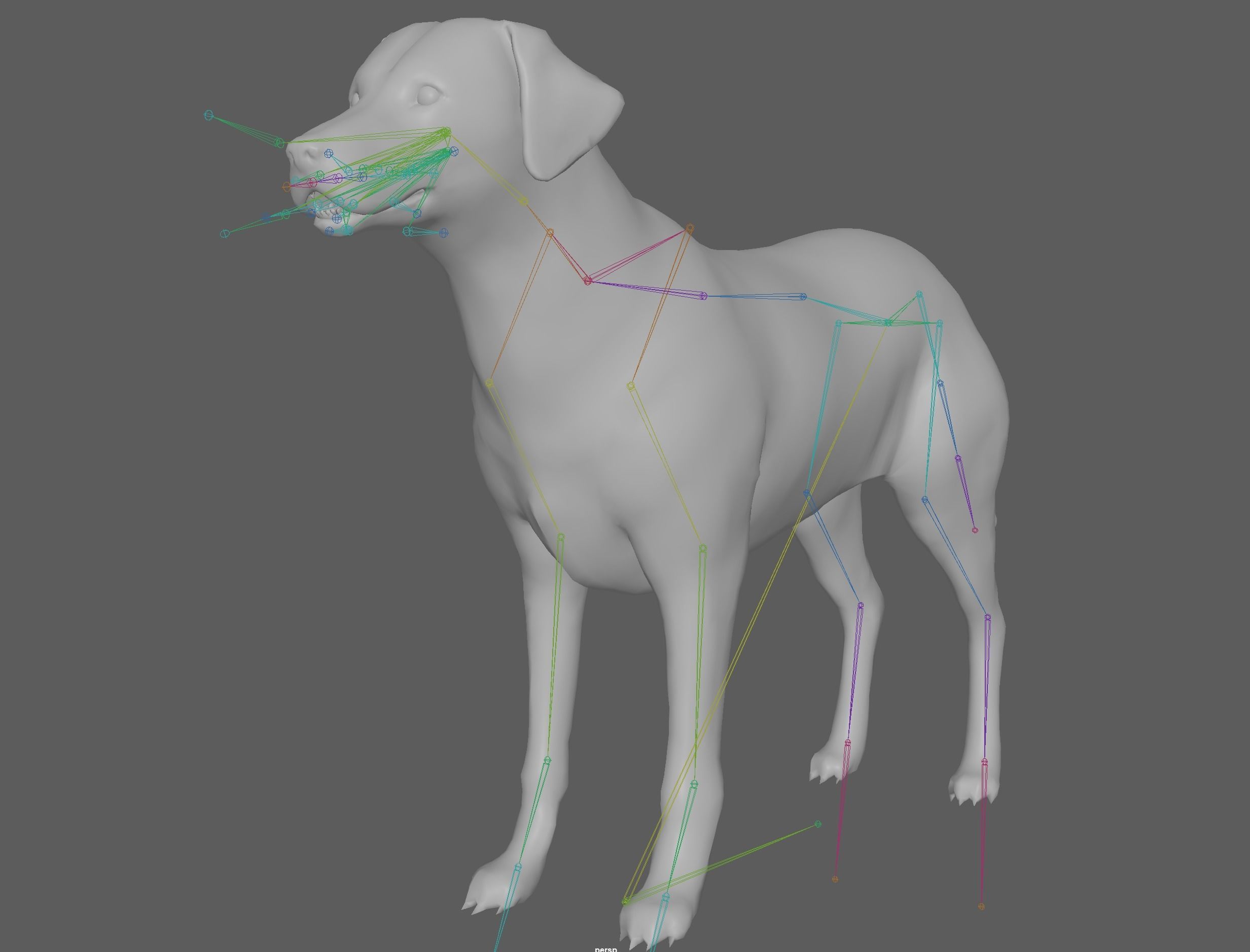 Dog - Labrador Retriever Rig 3D model_9