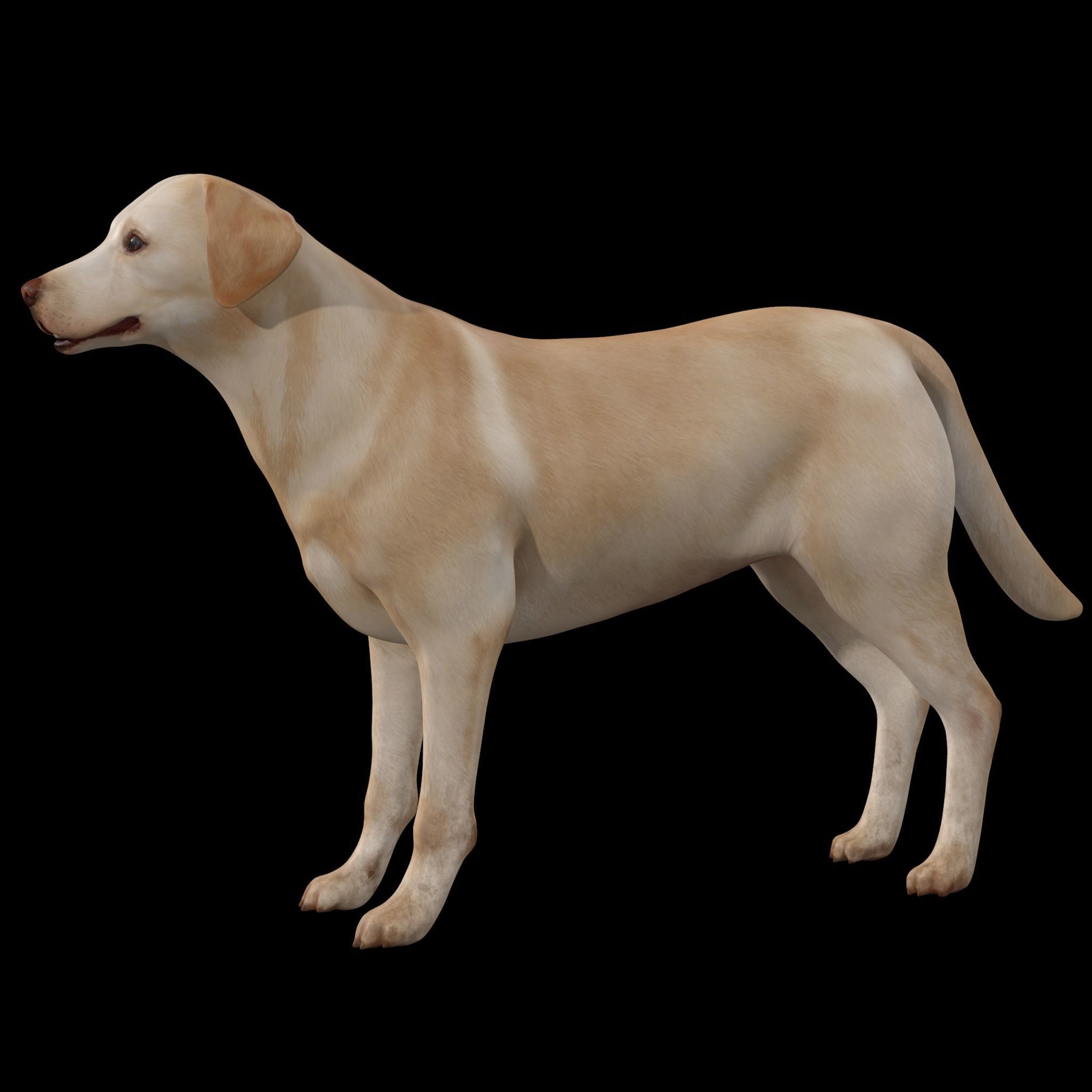 Dog - Labrador Retriever Rig 3D model_8