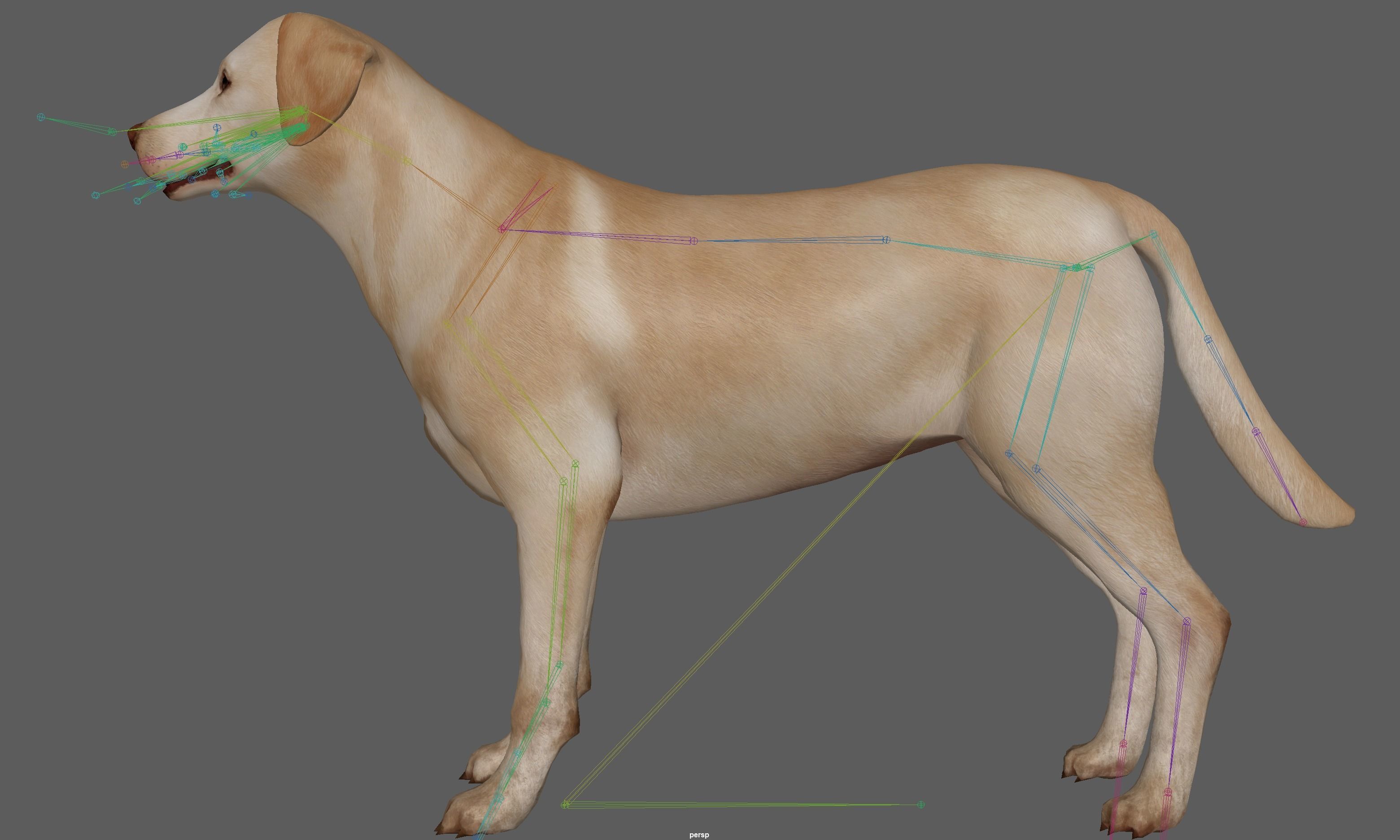 Dog - Labrador Retriever Rig 3D model_23