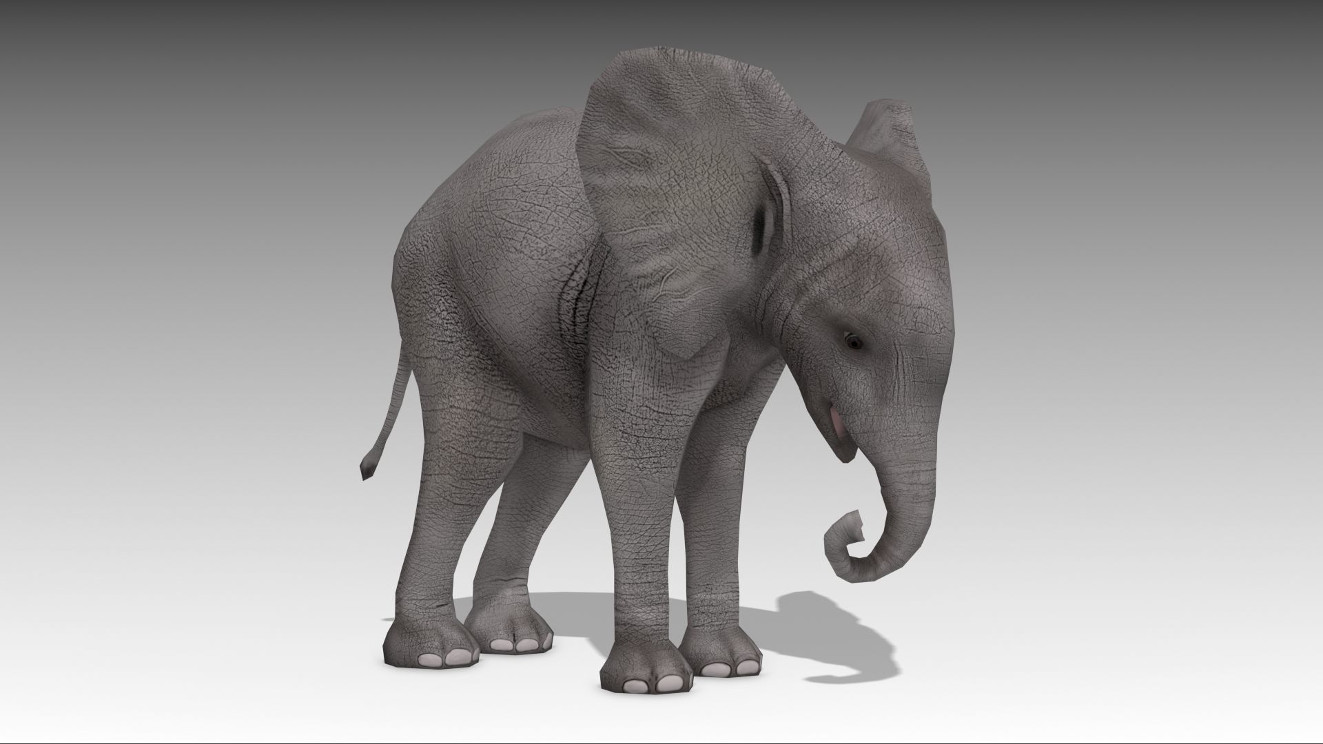 African Elephant Calf Low-poly 3D model_5