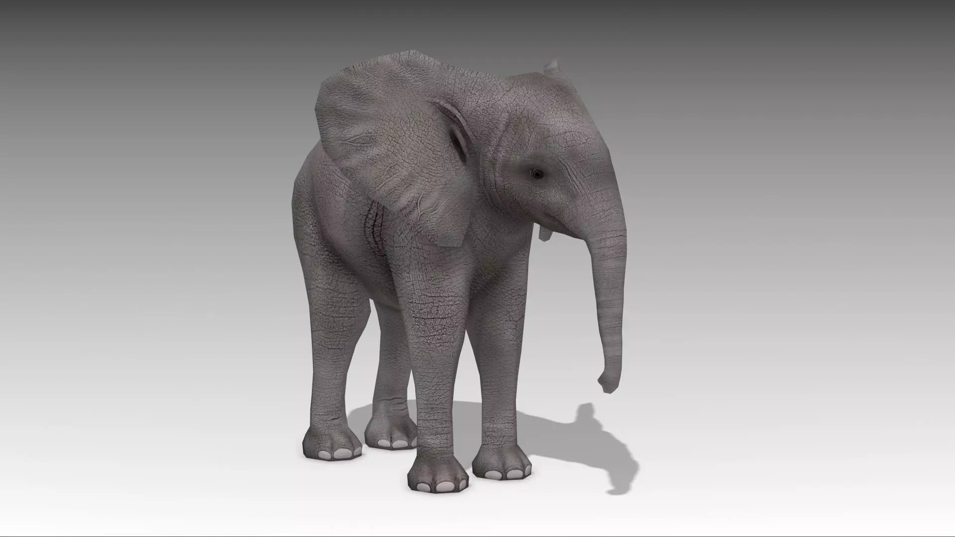 African Elephant Calf Low-poly 3D model_0