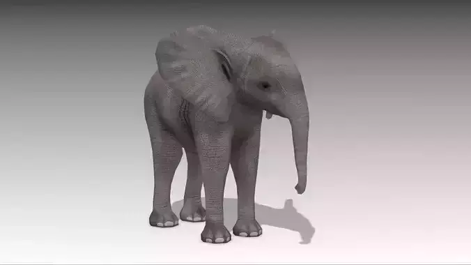 African Elephant Calf Low-poly 3D model