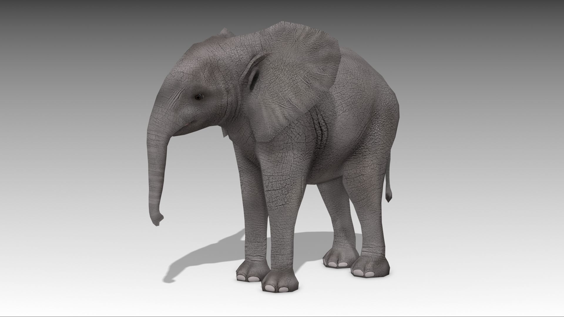 African Elephant Calf Low-poly 3D model_2