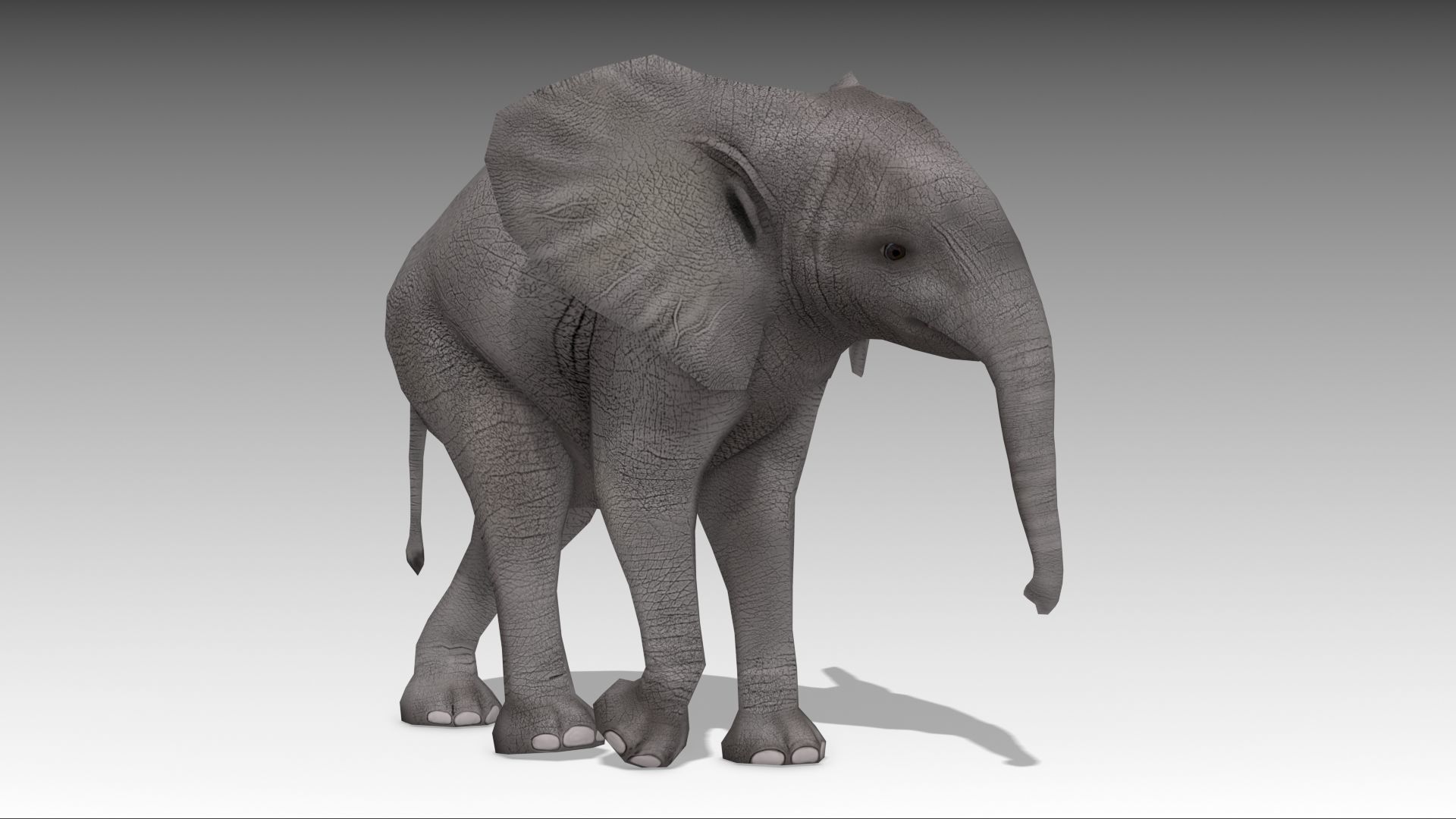 African Elephant Calf Low-poly 3D model_6