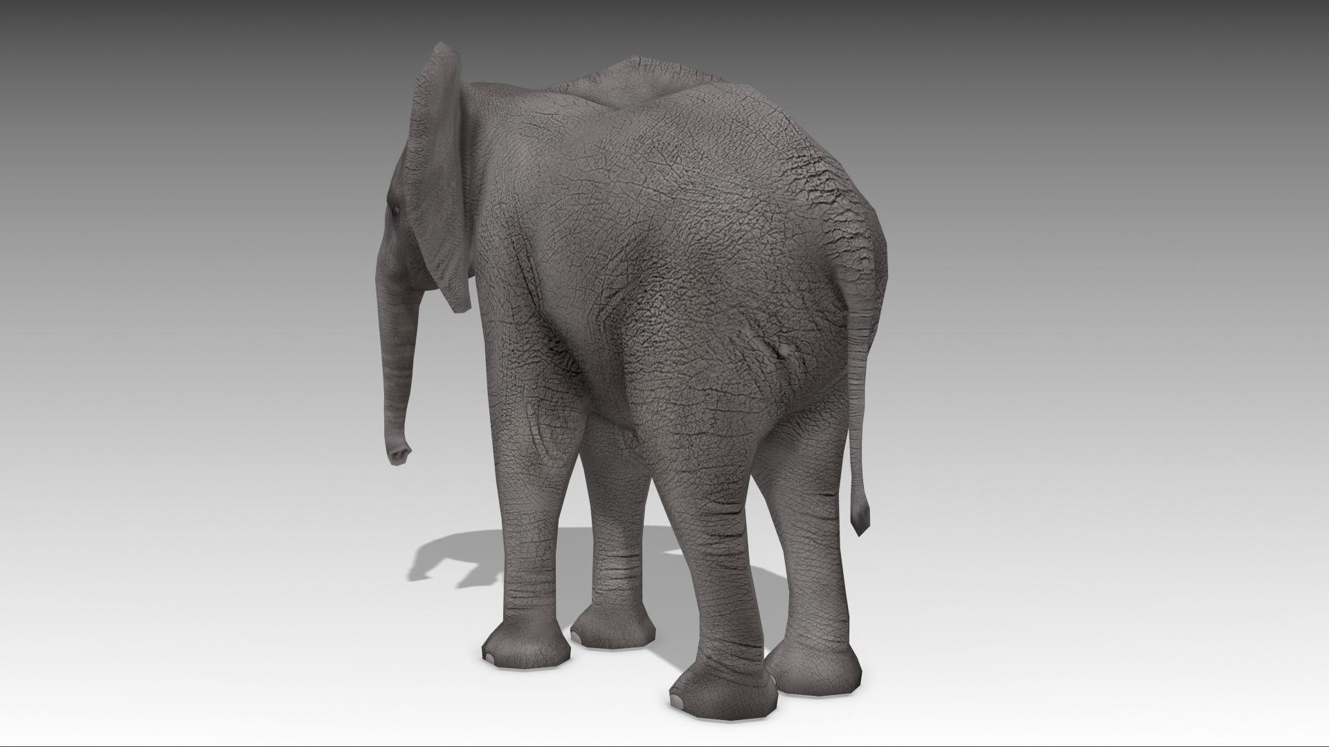 African Elephant Calf Low-poly 3D model_3