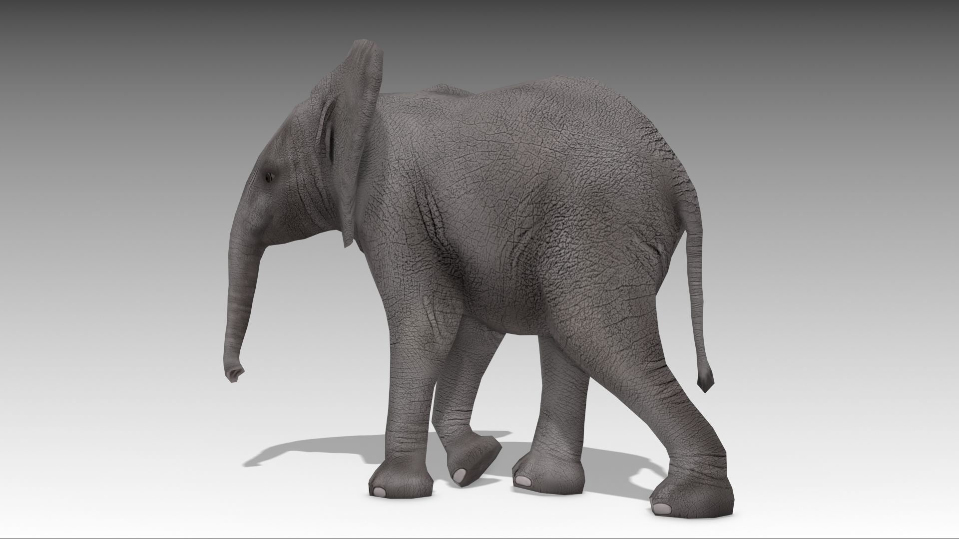 African Elephant Calf Low-poly 3D model_7