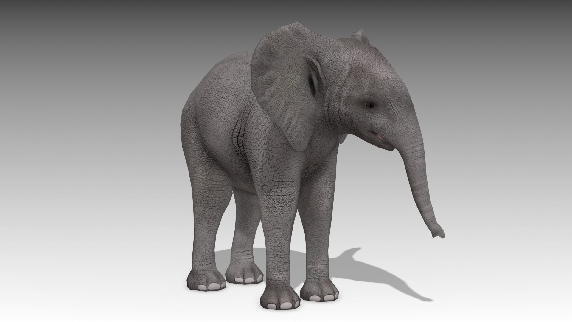 African Elephant Calf Low-poly 3D model_8