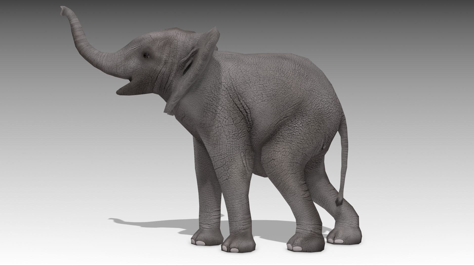 African Elephant Calf Low-poly 3D model_4