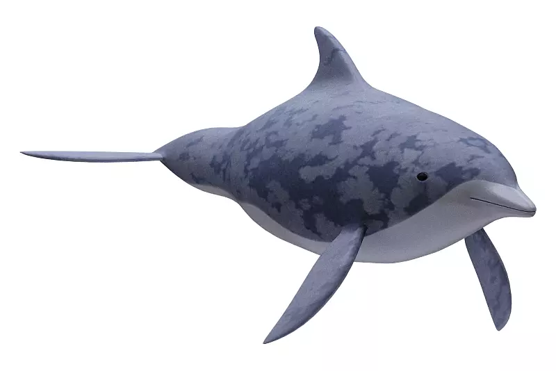 Dolphin Fish 3D model