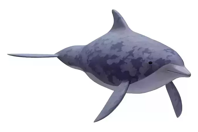 Dolphin Fish 3D model