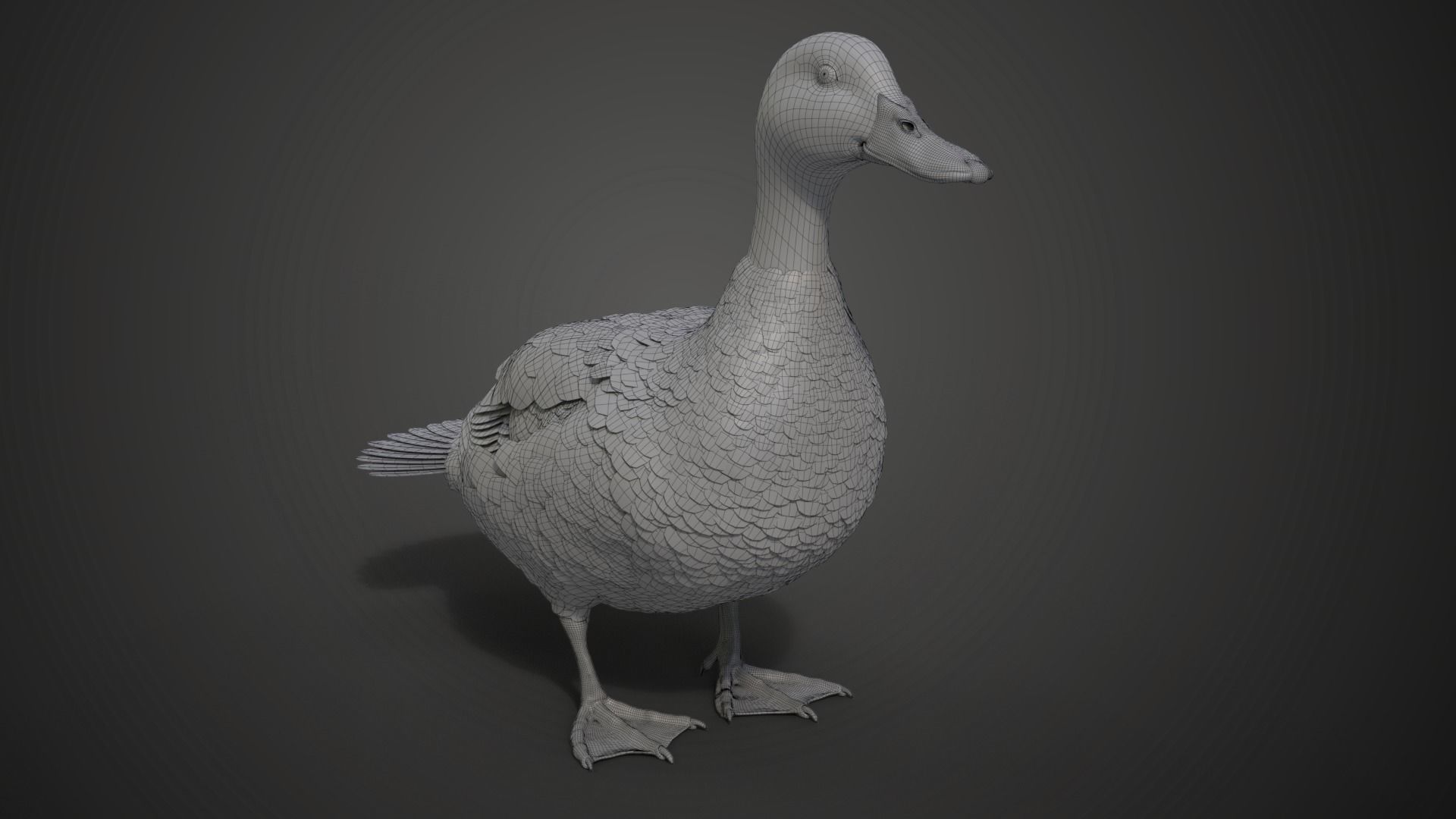 Mallard Female Animated VFX Grace 3D model_21