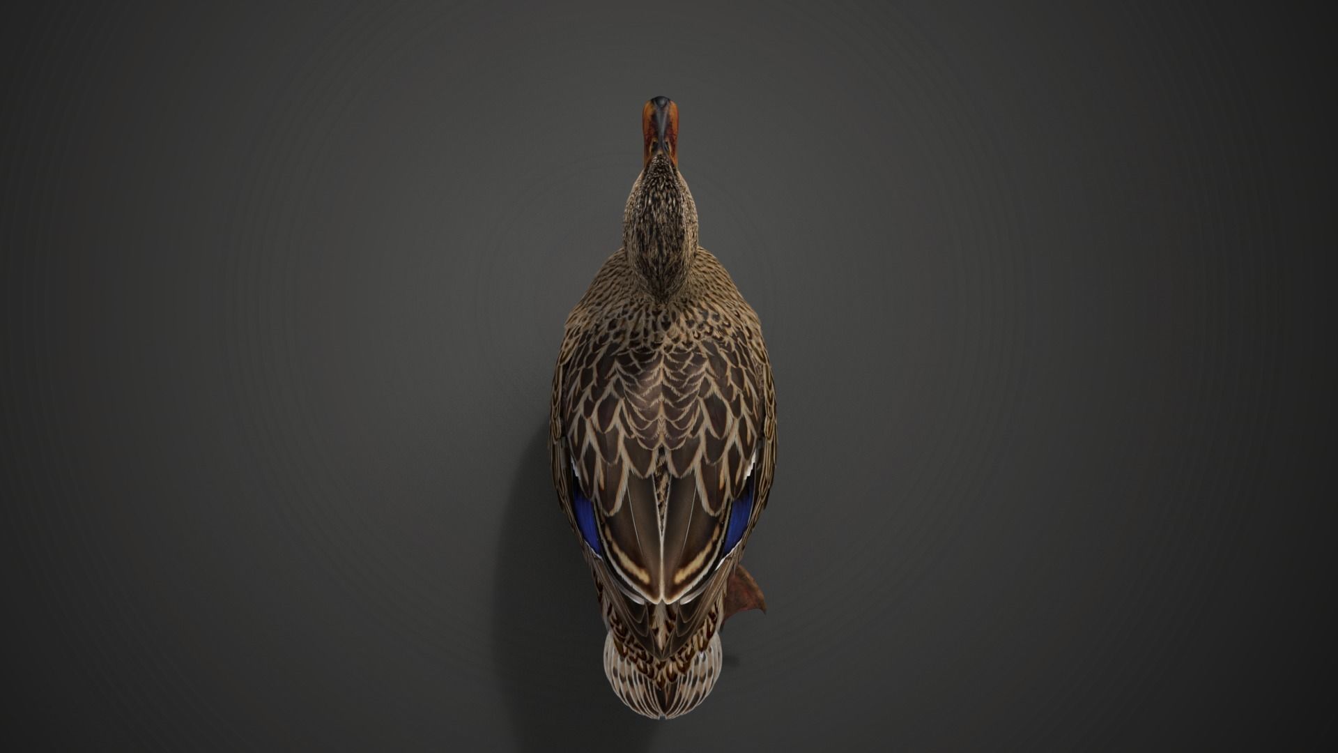Mallard Female Animated VFX Grace 3D model_11
