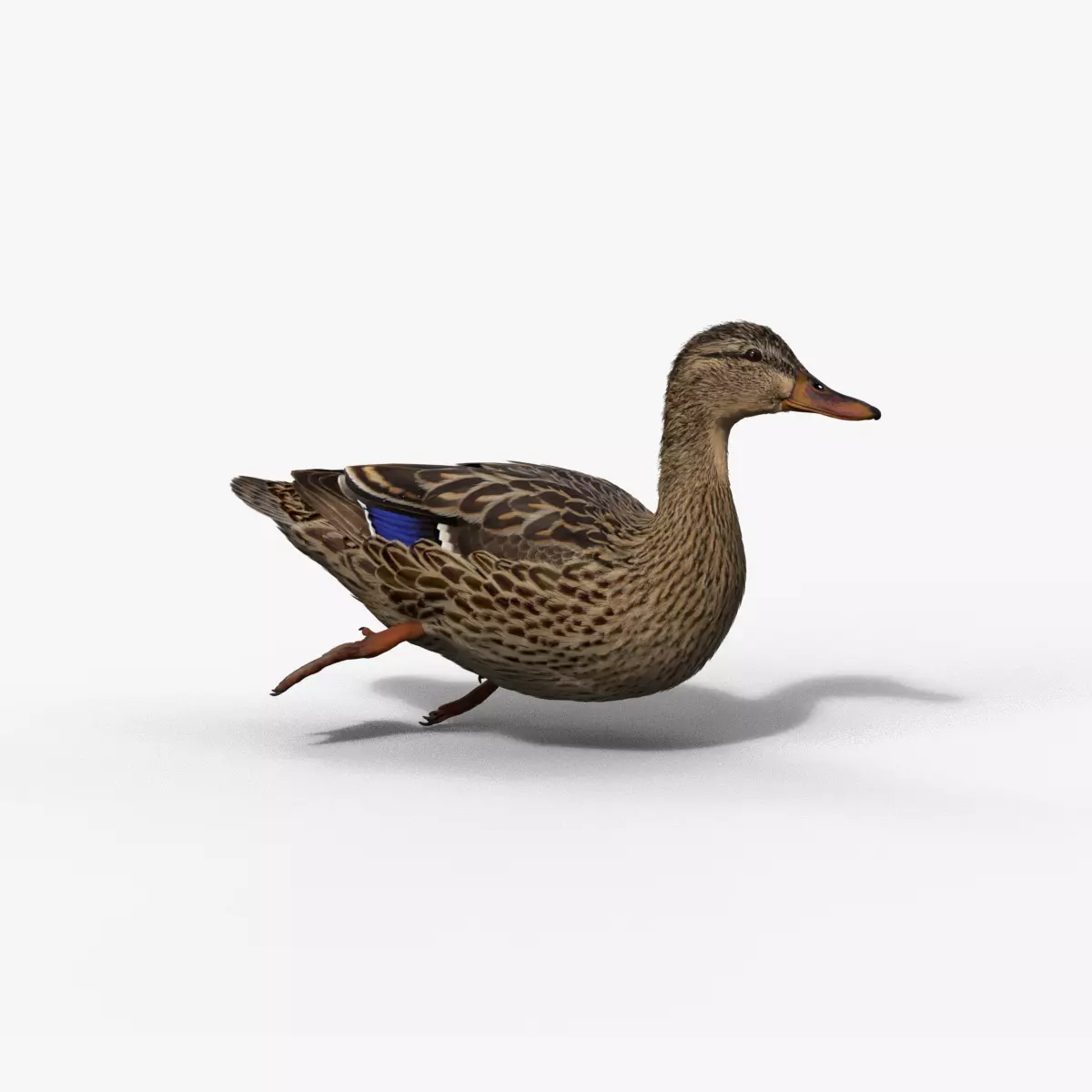 Mallard Female Animated VFX Grace 3D model_0