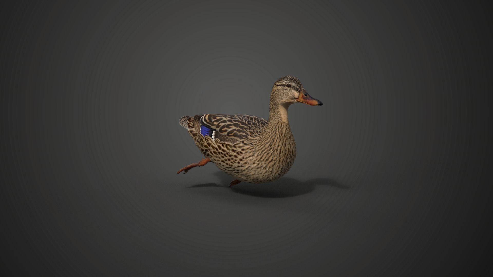 Mallard Female Animated VFX Grace 3D model_8
