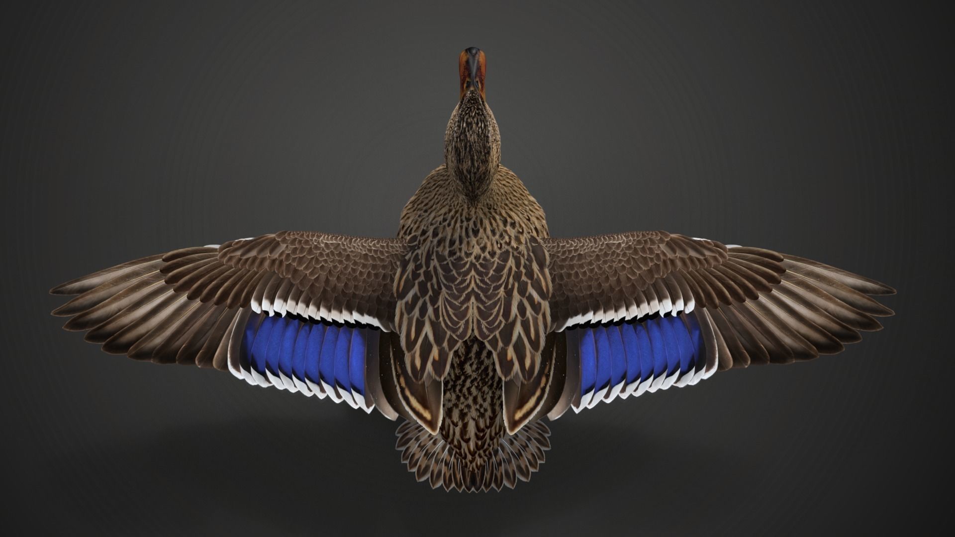 Mallard Female Animated VFX Grace 3D model_12