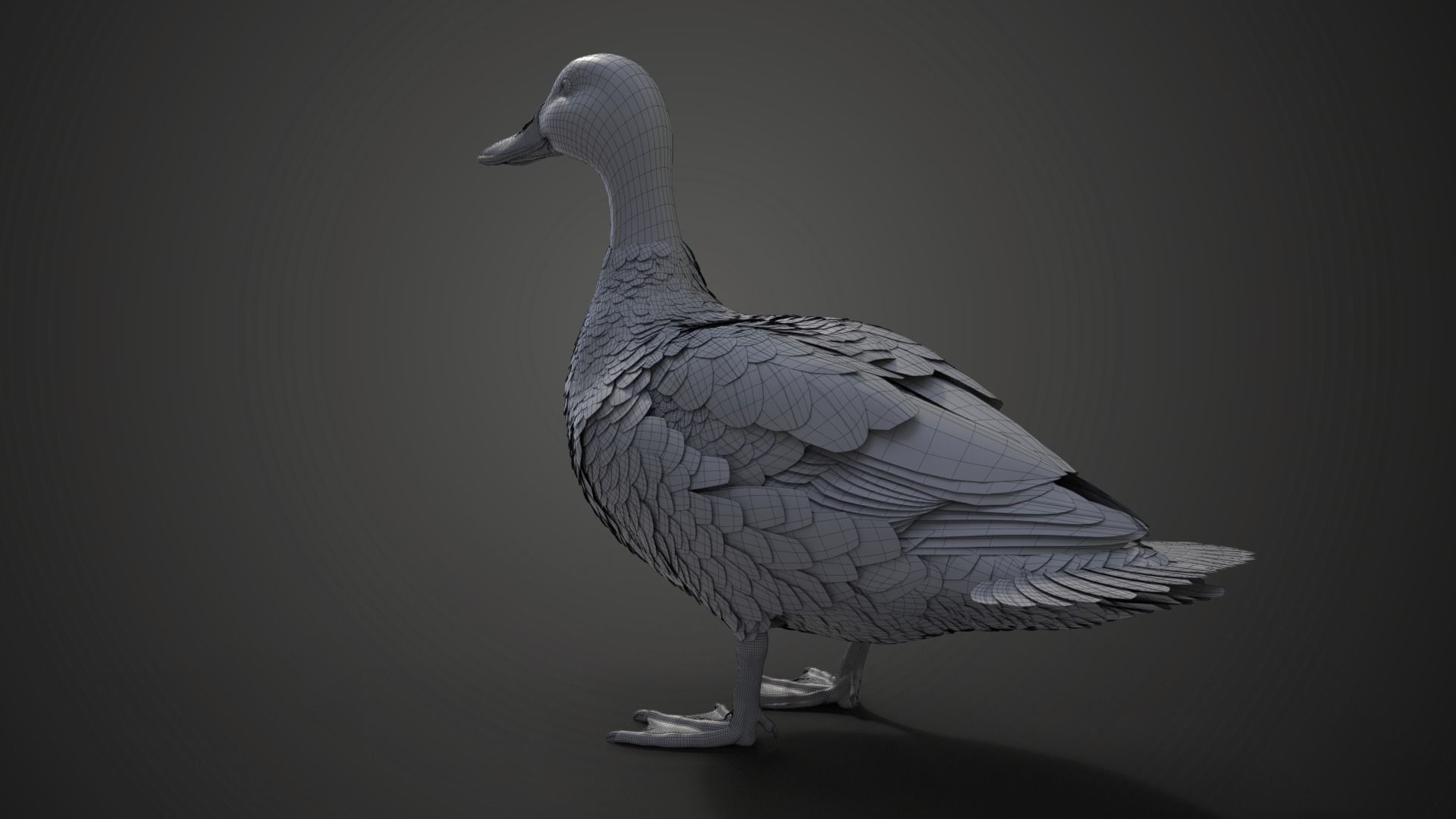 Mallard Female Animated VFX Grace 3D model_20