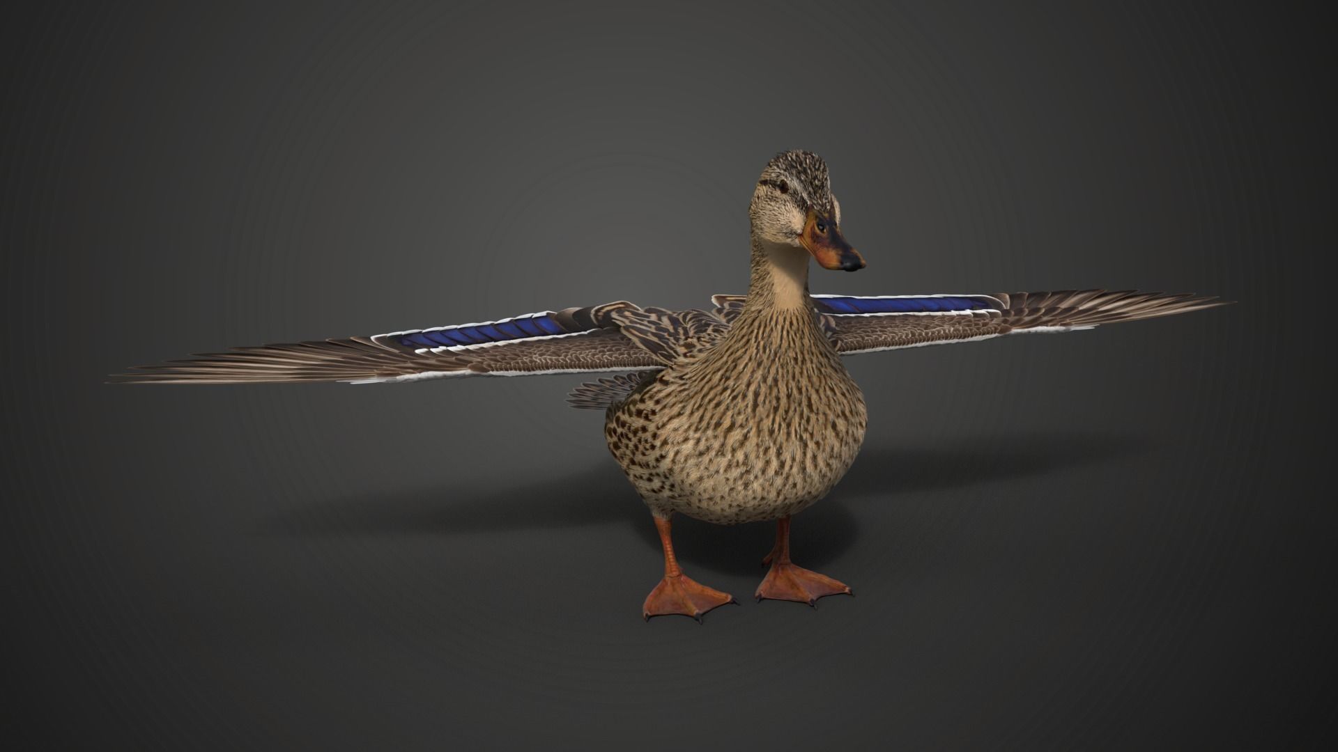 Mallard Female Animated VFX Grace 3D model_6