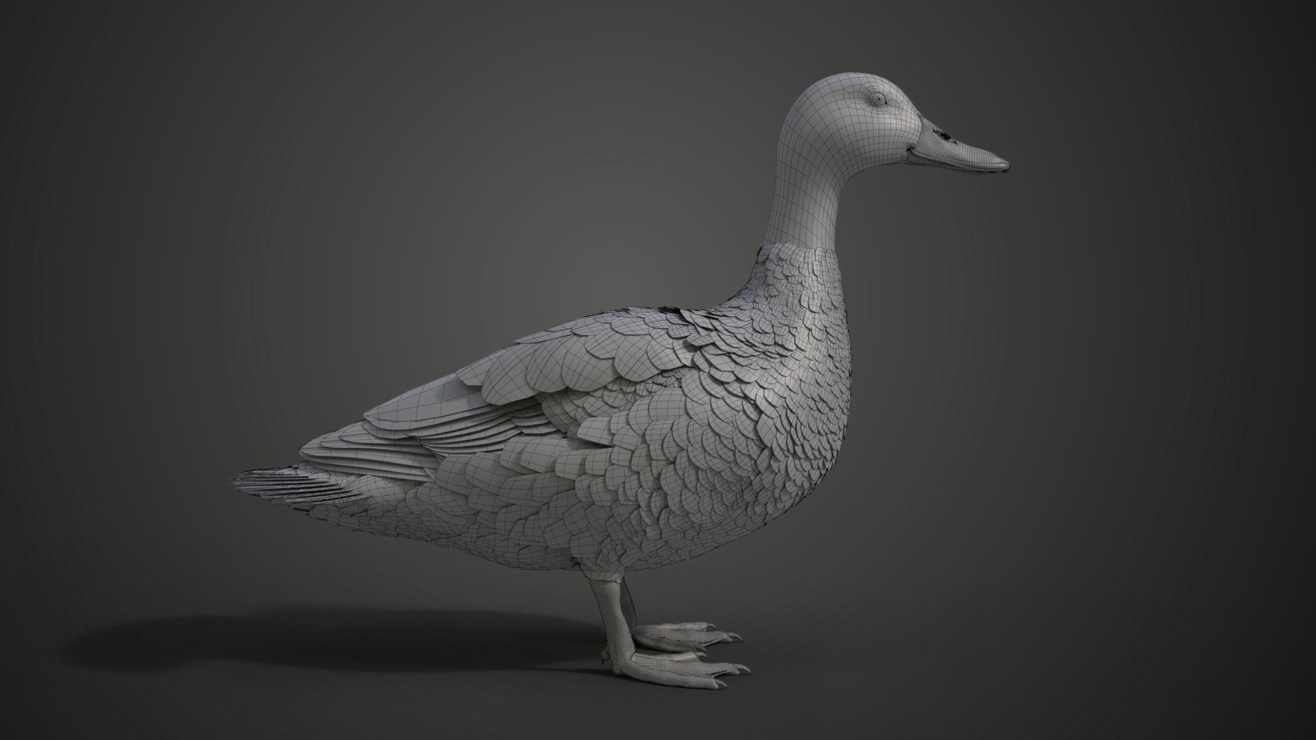 Mallard Female Animated VFX Grace 3D model_19