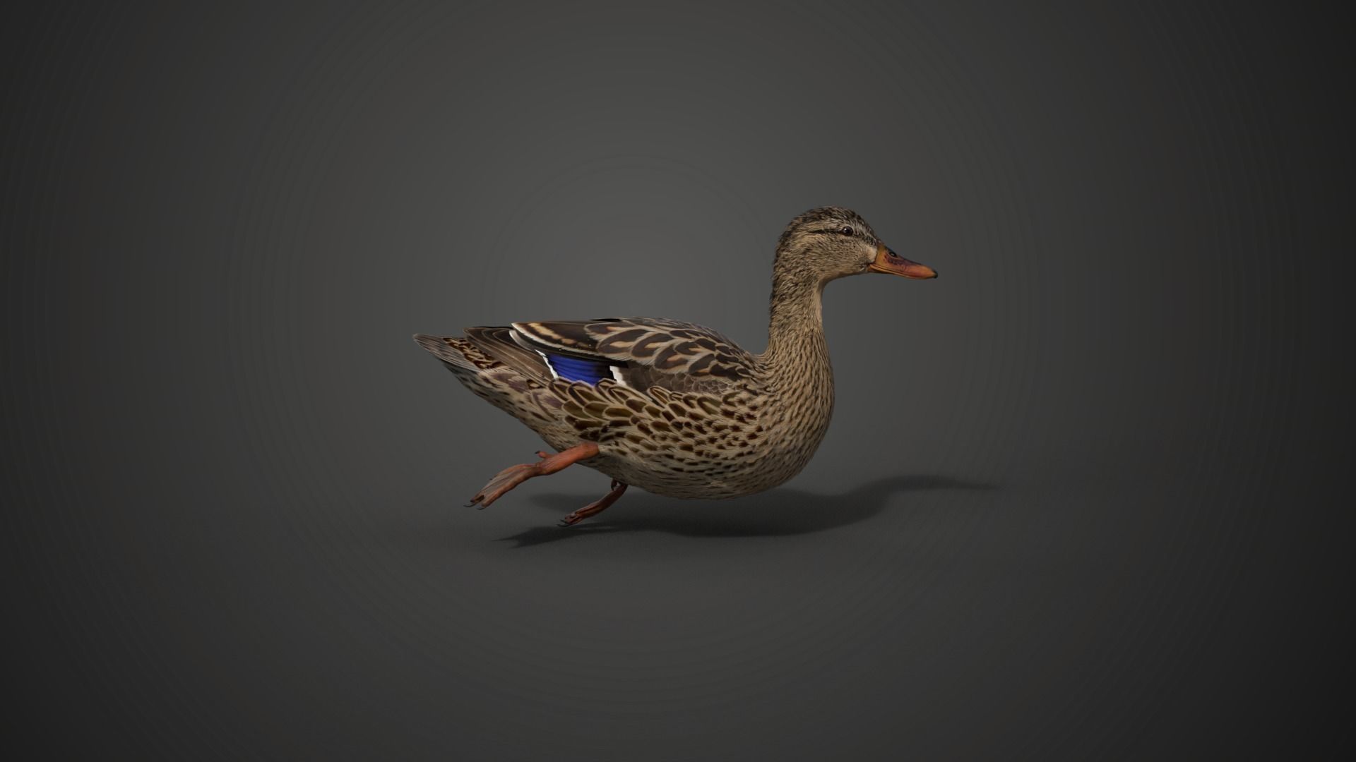 Mallard Female Animated VFX Grace 3D model_9