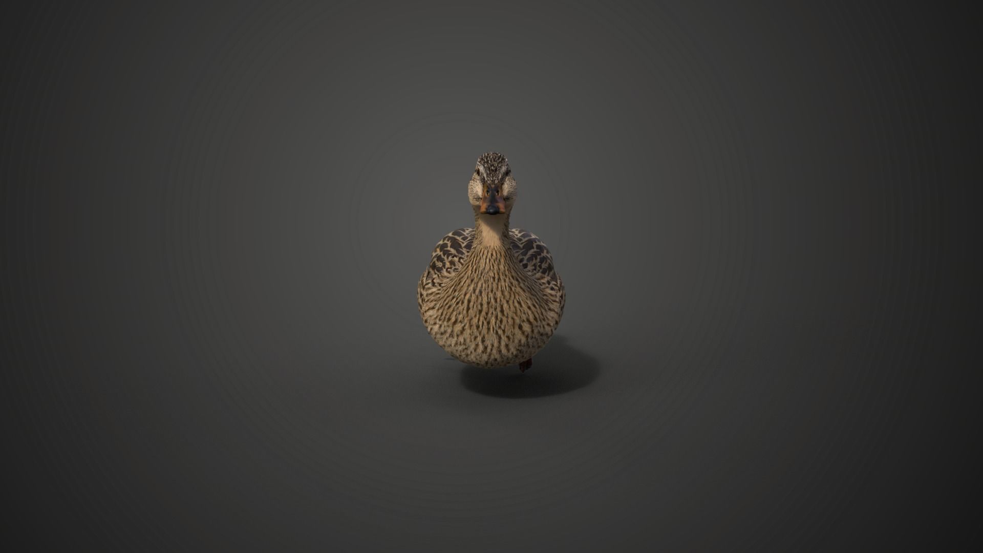 Mallard Female Animated VFX Grace 3D model_7