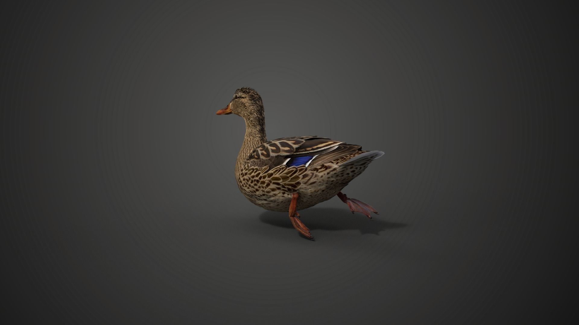 Mallard Female Animated VFX Grace 3D model_10
