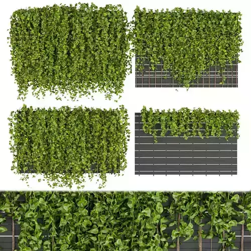 Collection plant vol 316 - Fitowall - Leaf - Ivy