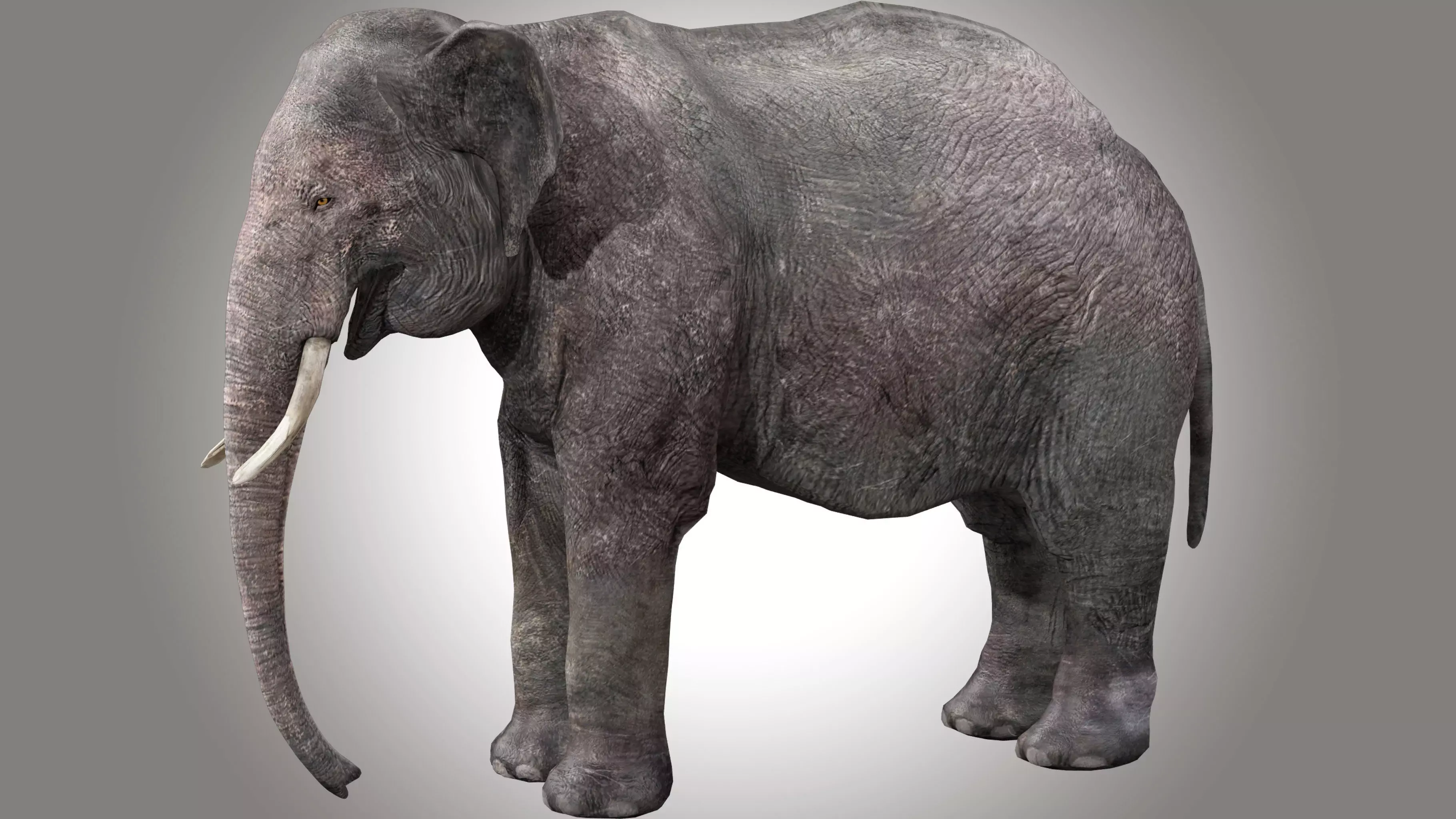 Asian Elephant Rig 3D model_0