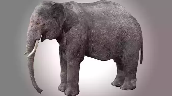 Asian Elephant Rig 3D model
