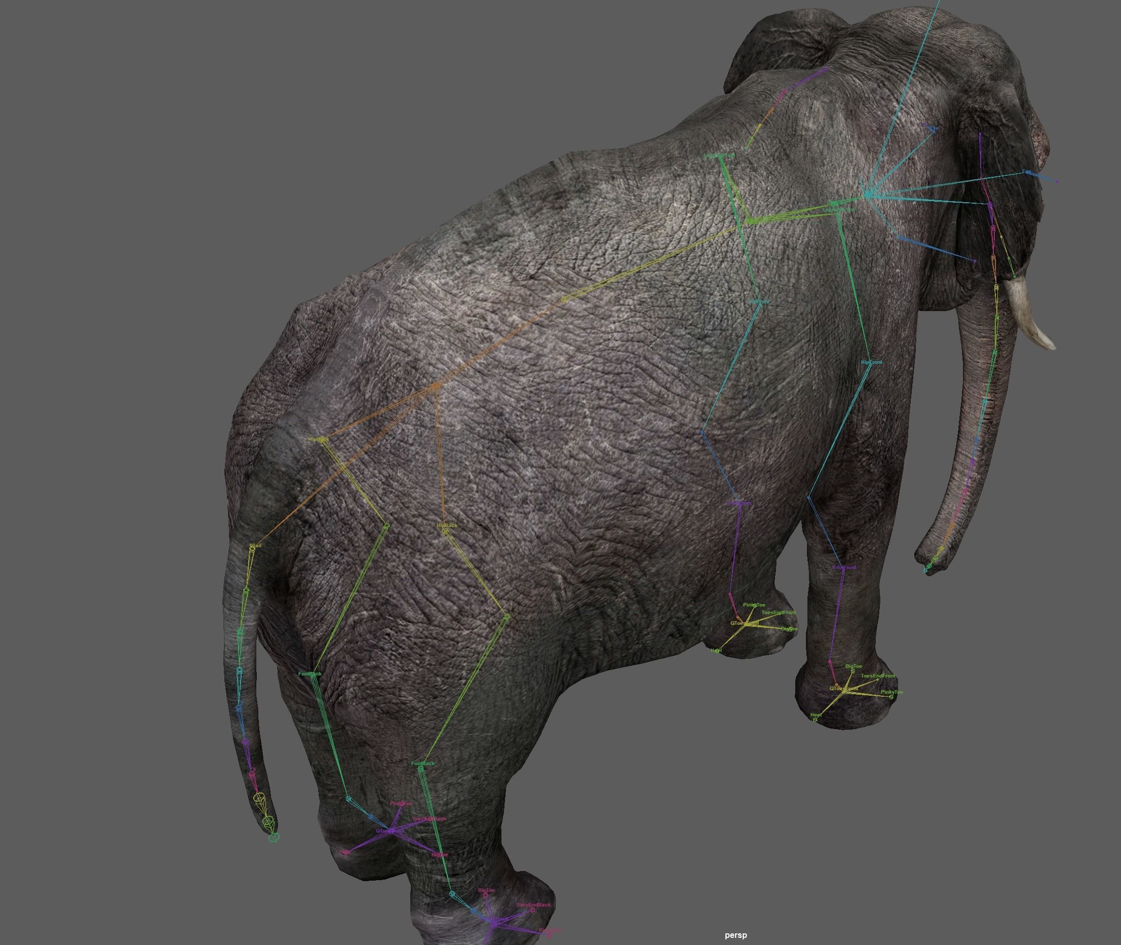 Asian Elephant Rig 3D model_21